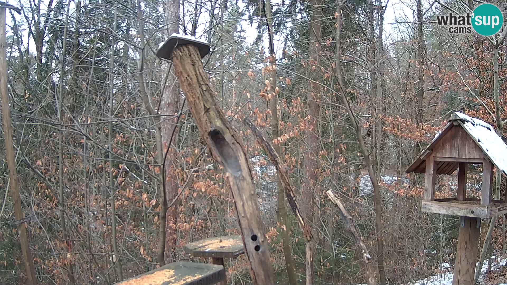 Mangeoires pour oiseaux au ZOO live webcam Ljubljana