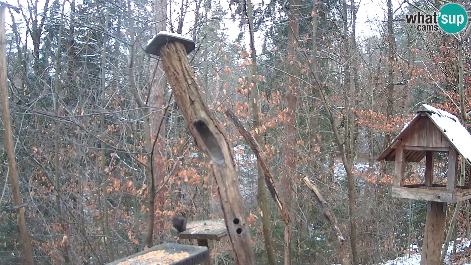 Vogelfutterhäuschen im ZOO webcam Ljubljana