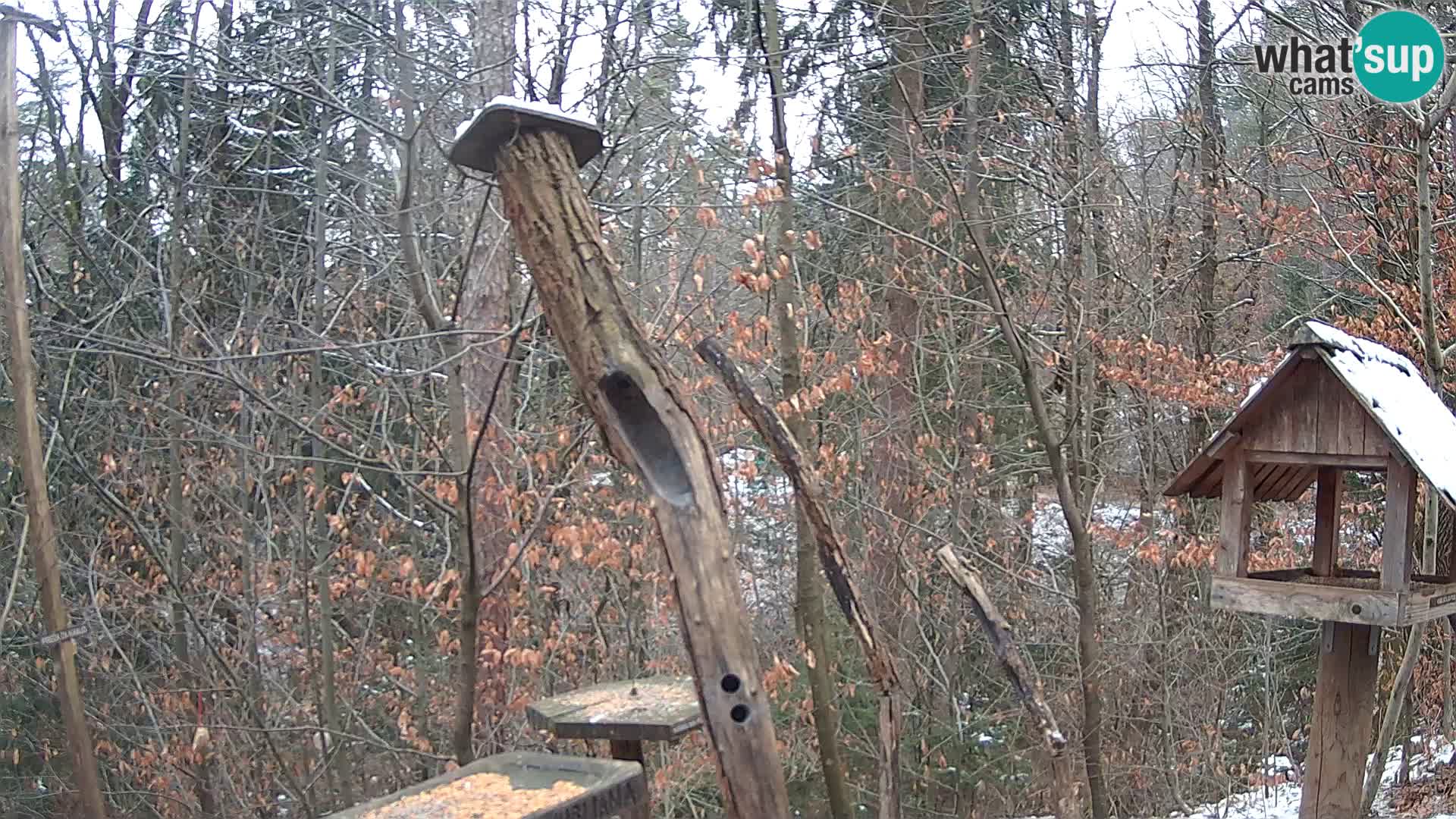 Mangeoires pour oiseaux au ZOO live webcam Ljubljana