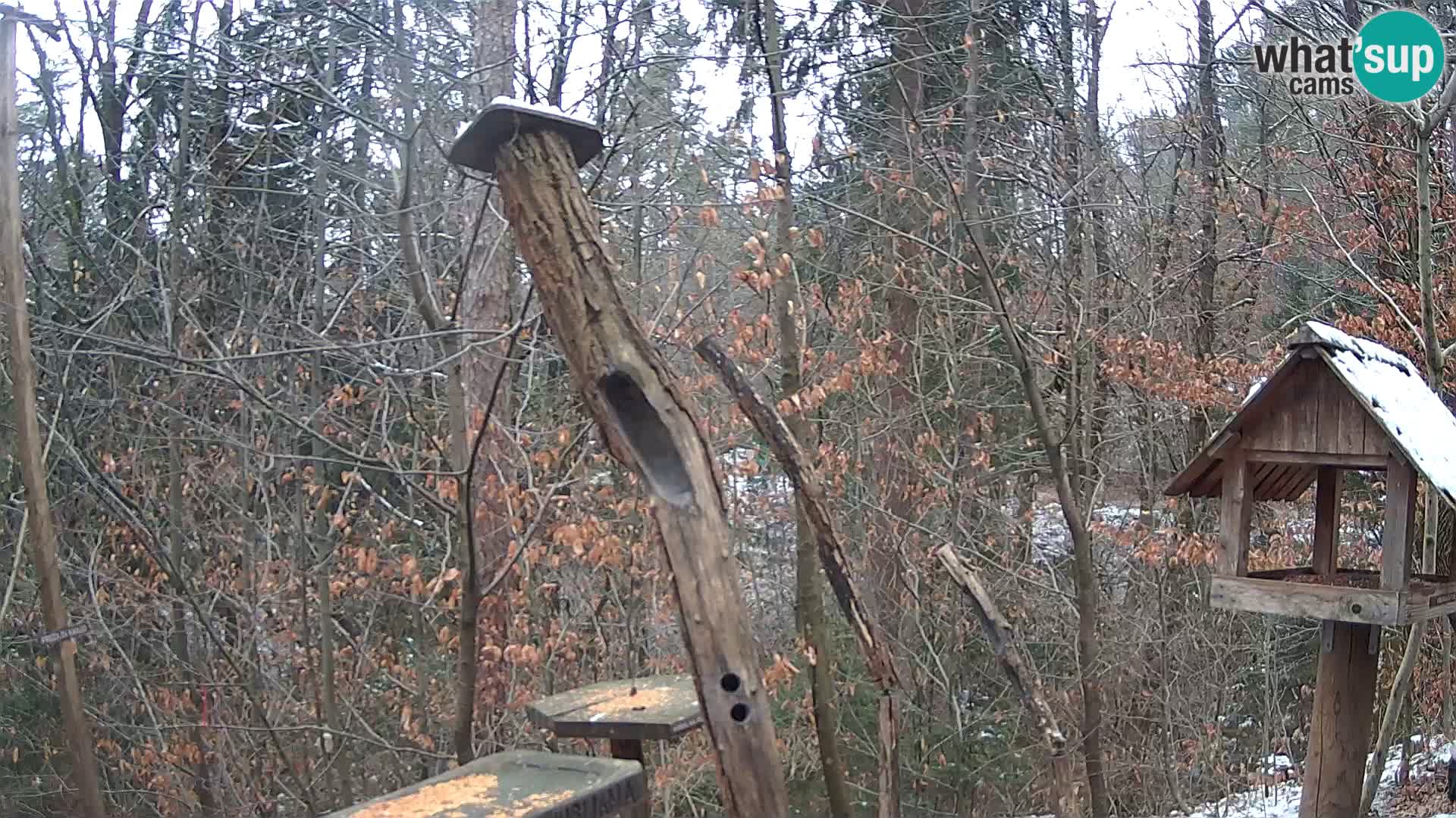 Vogelfutterhäuschen im ZOO webcam Ljubljana