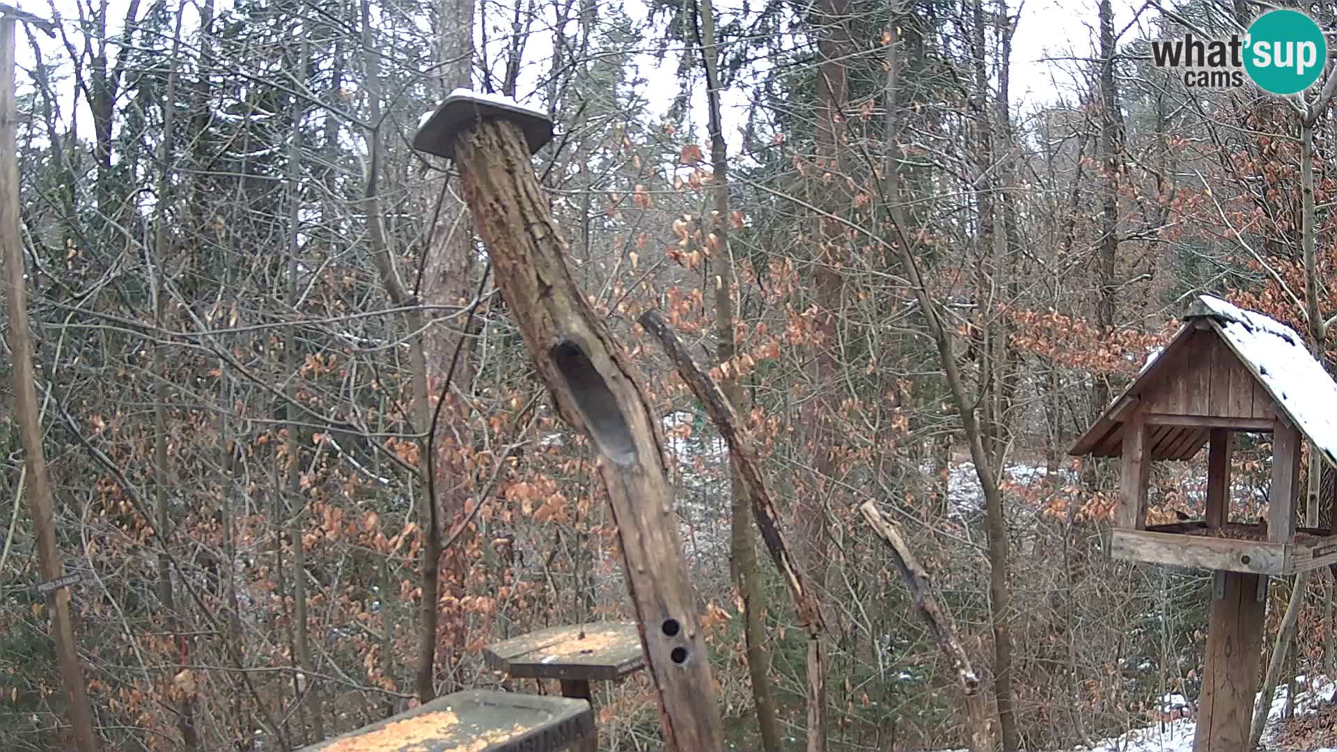 Comederos para pájaros en ZOO Ljubljana camera en vivo