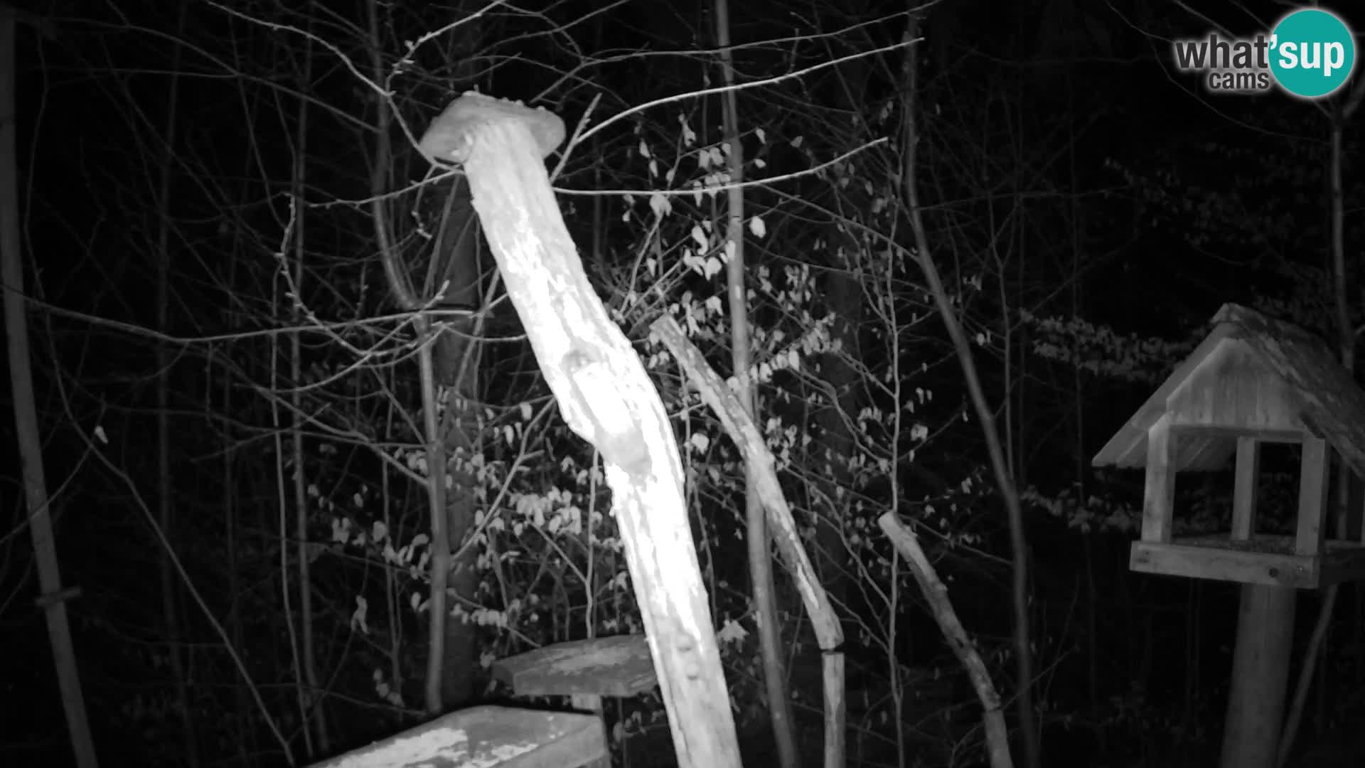 Bird feeders at ZOO Ljubljana webcam