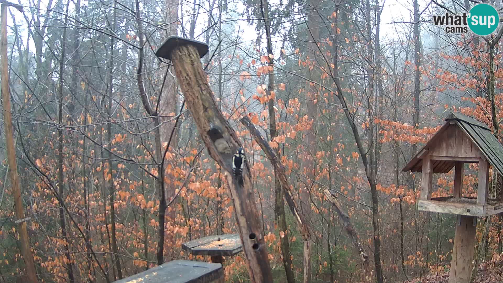 Bird feeders at ZOO Ljubljana webcam