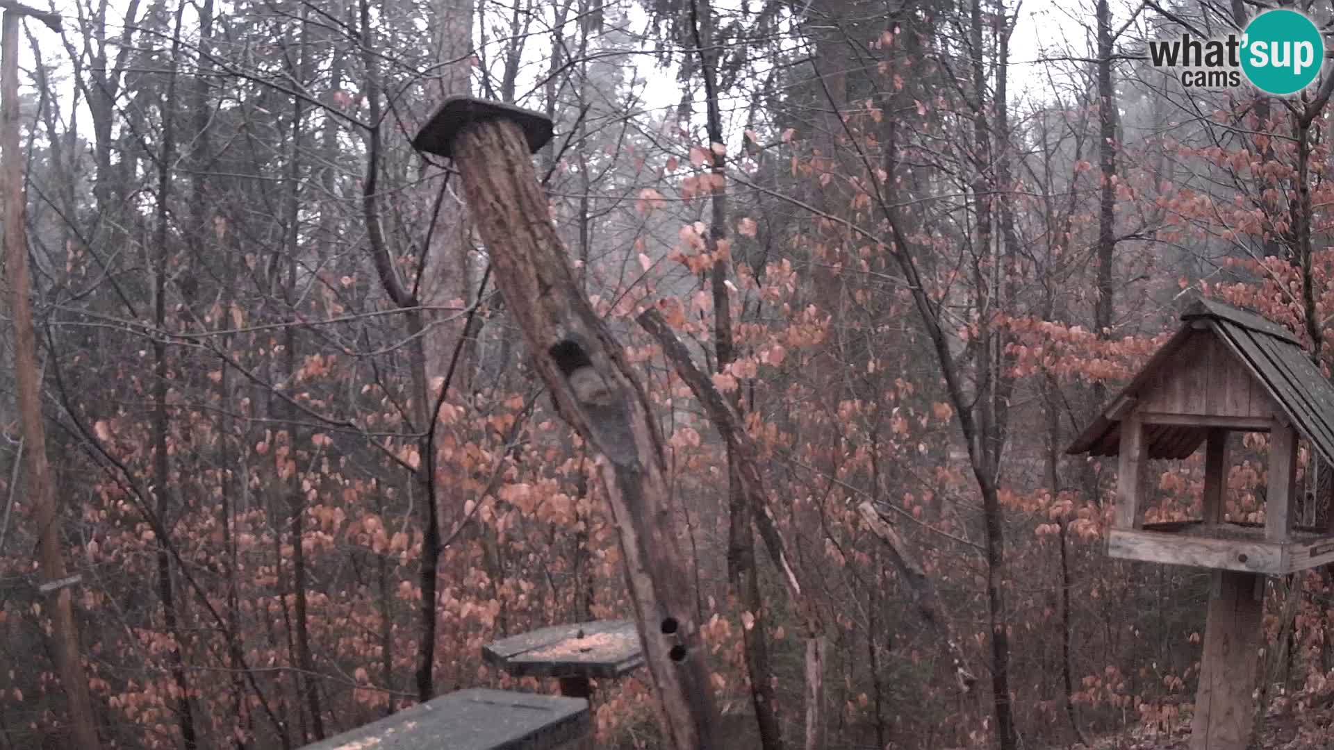 Bird feeders at ZOO Ljubljana webcam