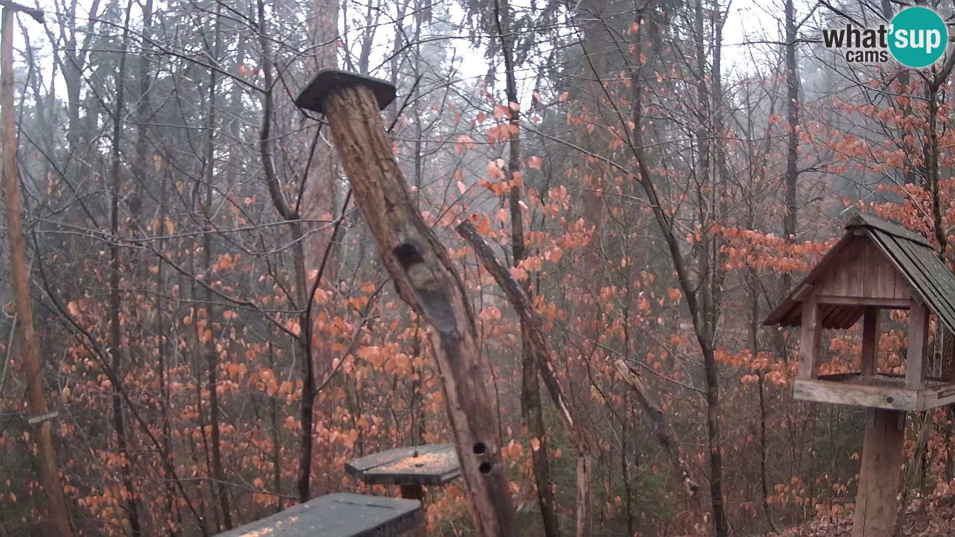 Bird feeders at ZOO Ljubljana webcam