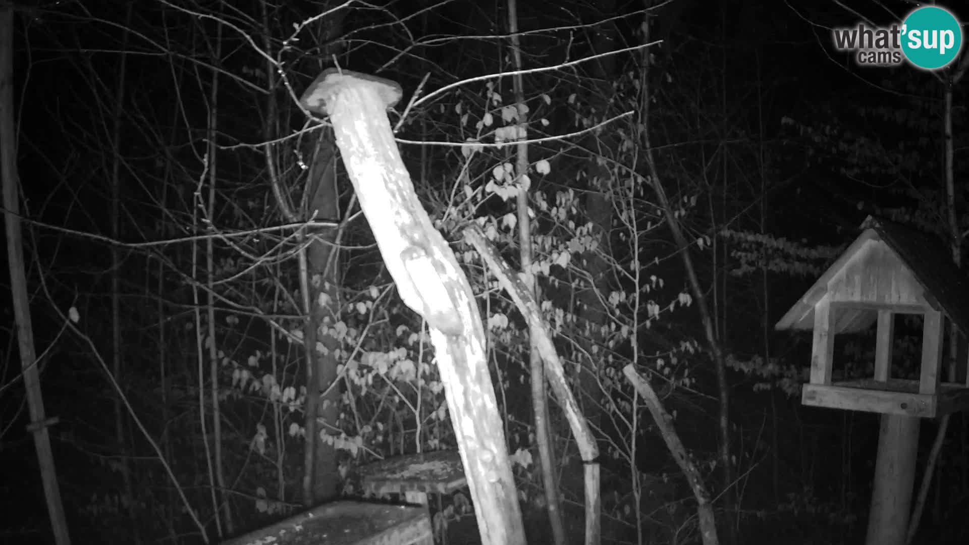 Bird feeders at ZOO Ljubljana webcam