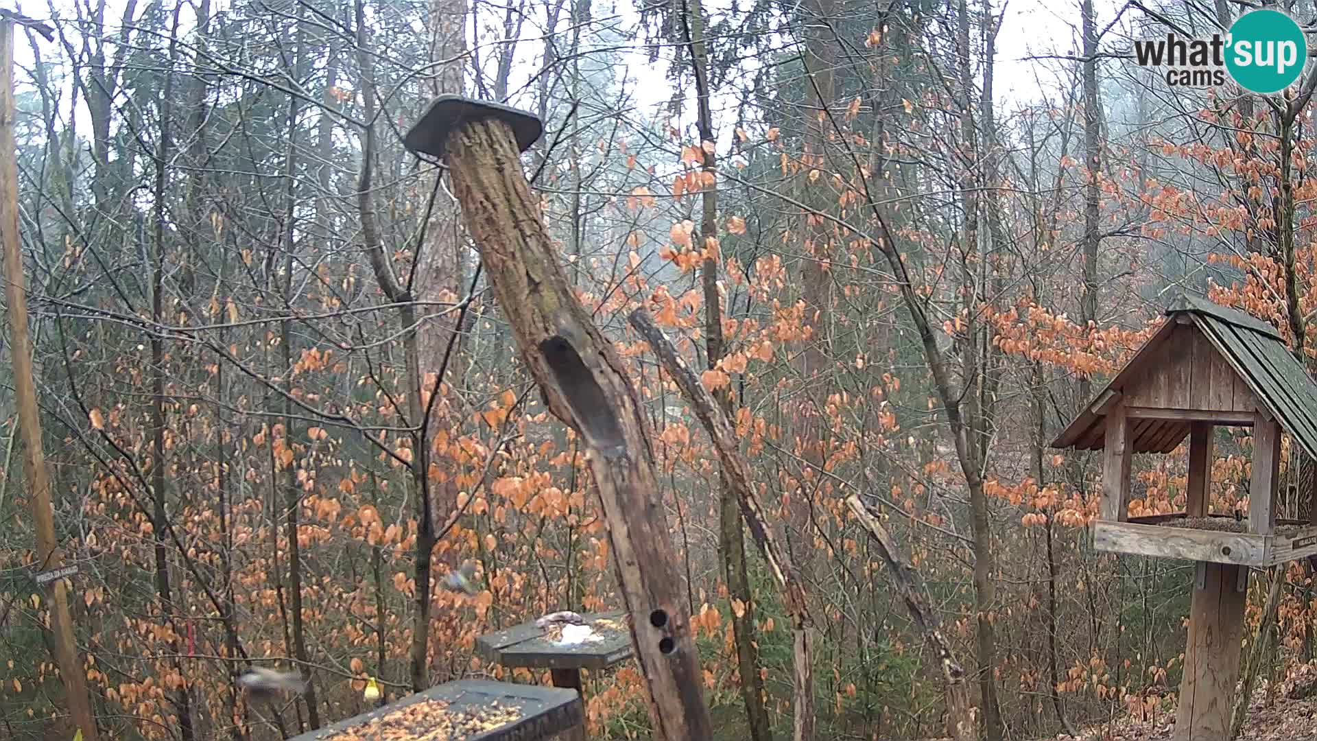 Vogelfutterhäuschen im ZOO webcam Ljubljana