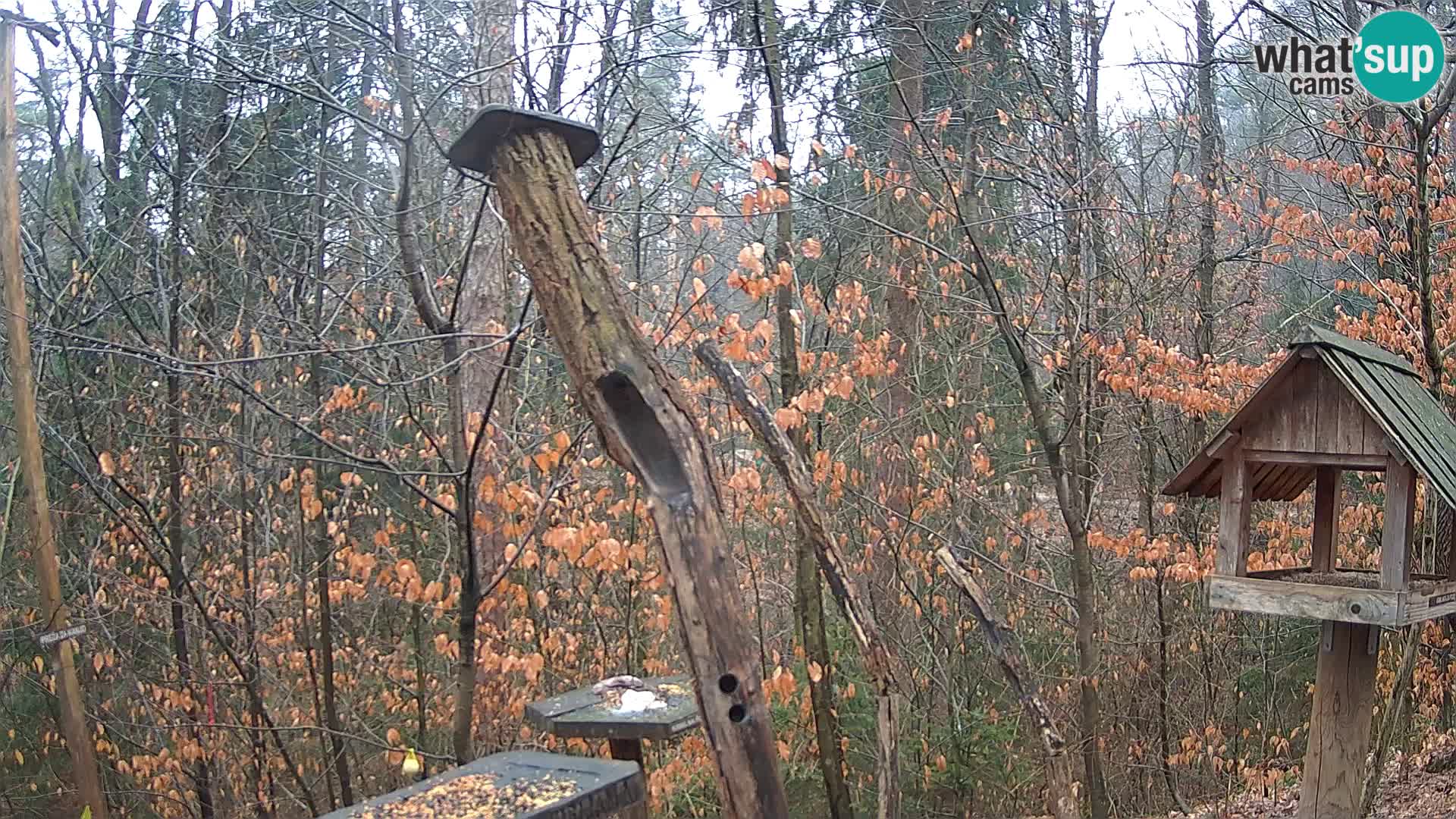 Vogelfutterhäuschen im ZOO webcam Ljubljana