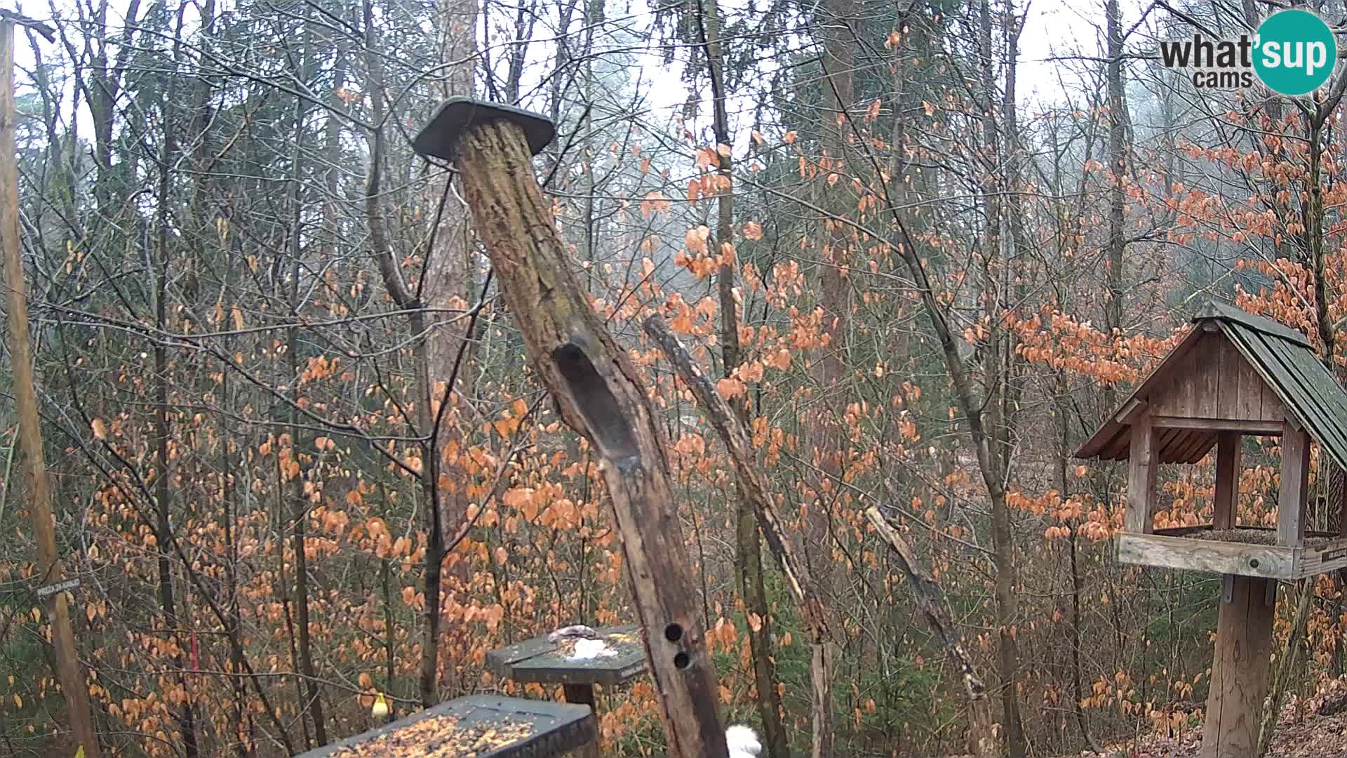 Vogelfutterhäuschen im ZOO webcam Ljubljana