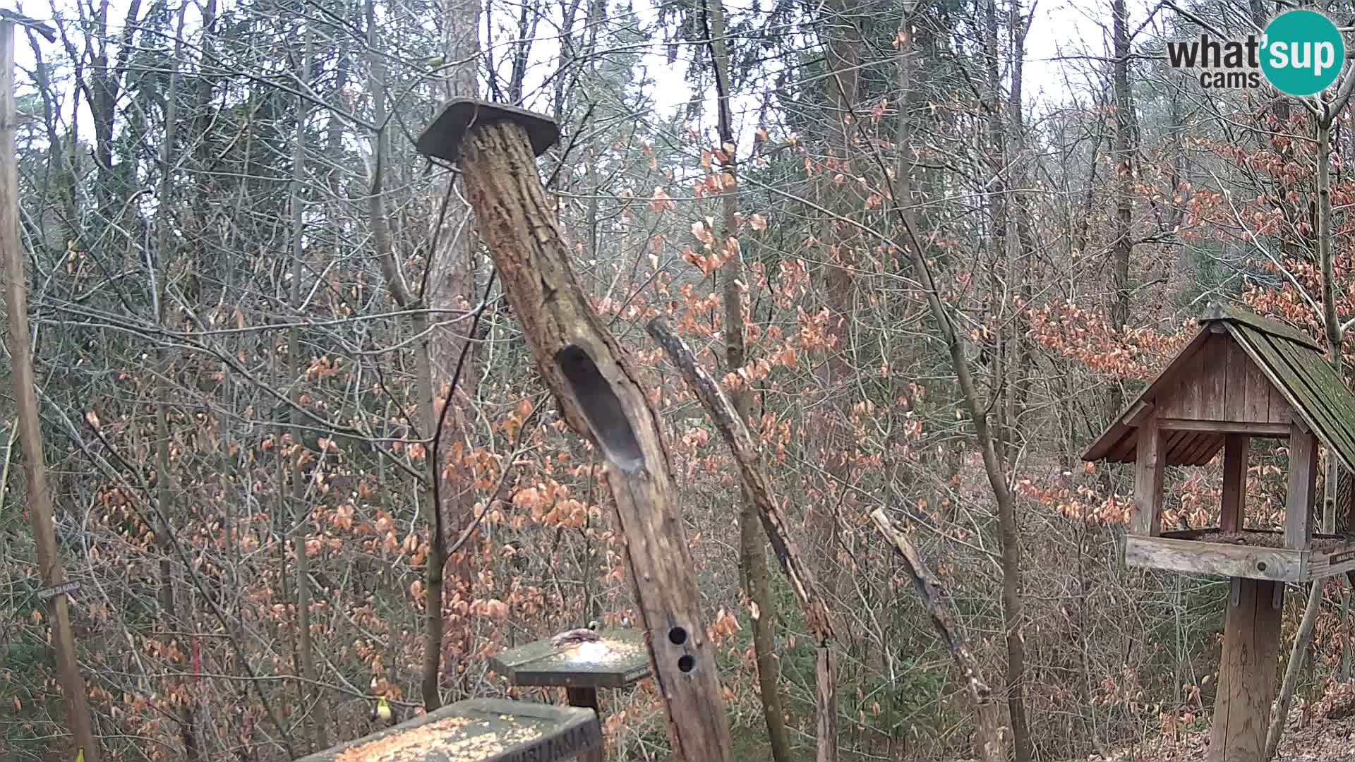 Comederos para pájaros en ZOO Ljubljana camera en vivo