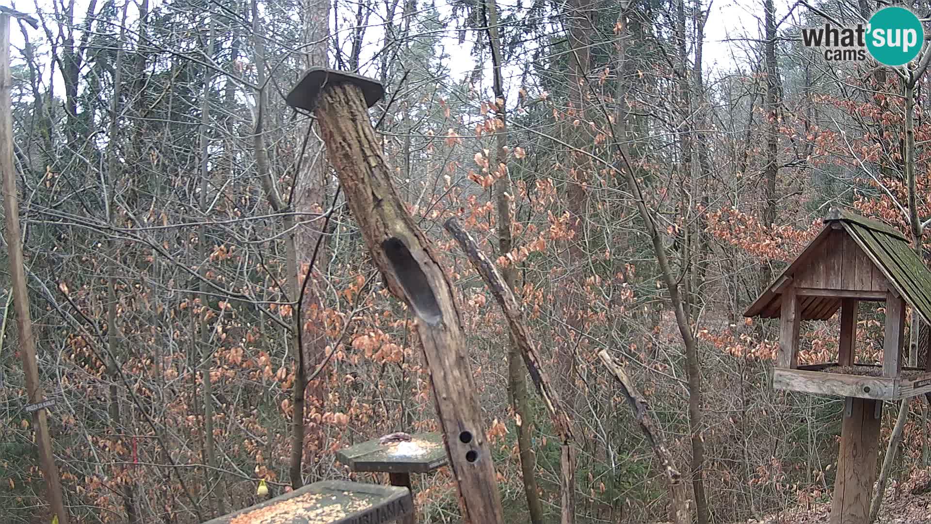 Comederos para pájaros en ZOO Ljubljana camera en vivo