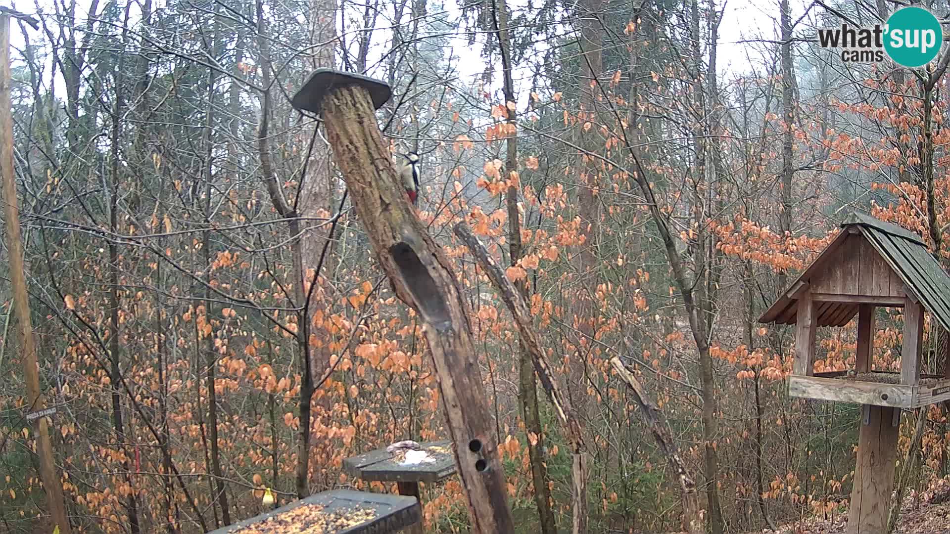 Vogelfutterhäuschen im ZOO webcam Ljubljana