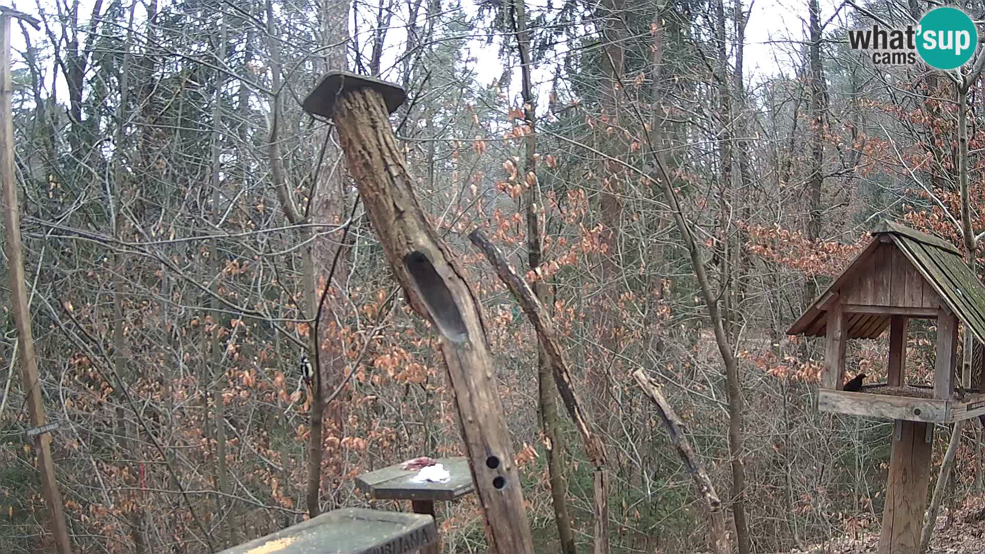 Comederos para pájaros en ZOO Ljubljana camera en vivo