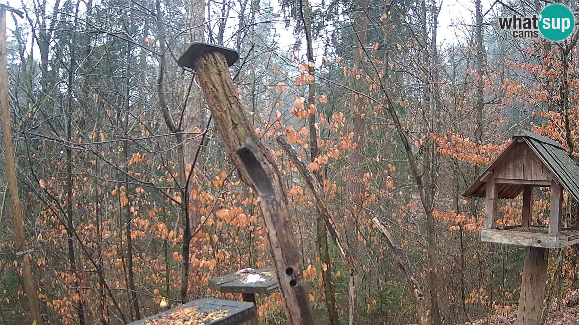 Vogelfutterhäuschen im ZOO webcam Ljubljana