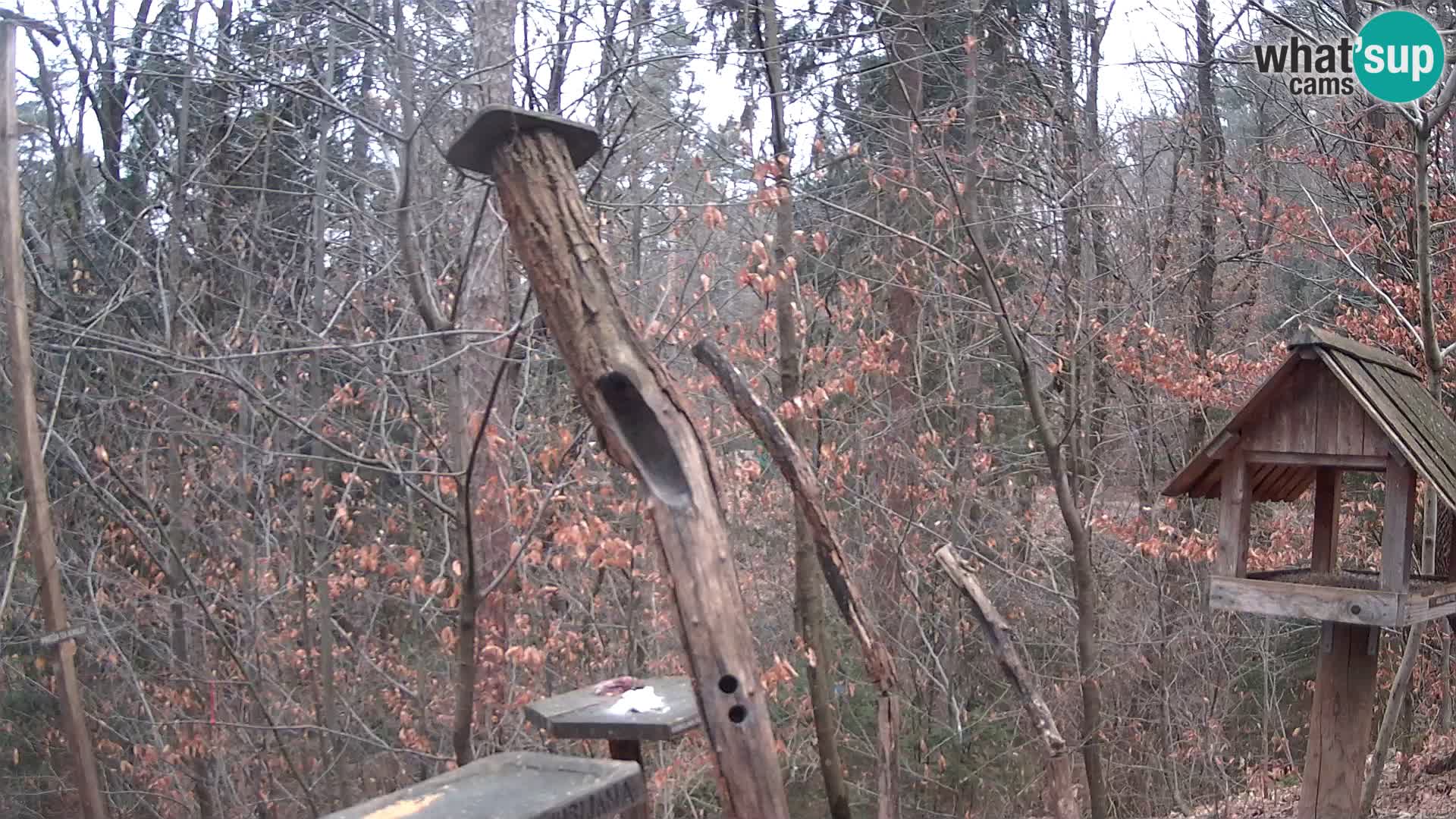 Comederos para pájaros en ZOO Ljubljana camera en vivo