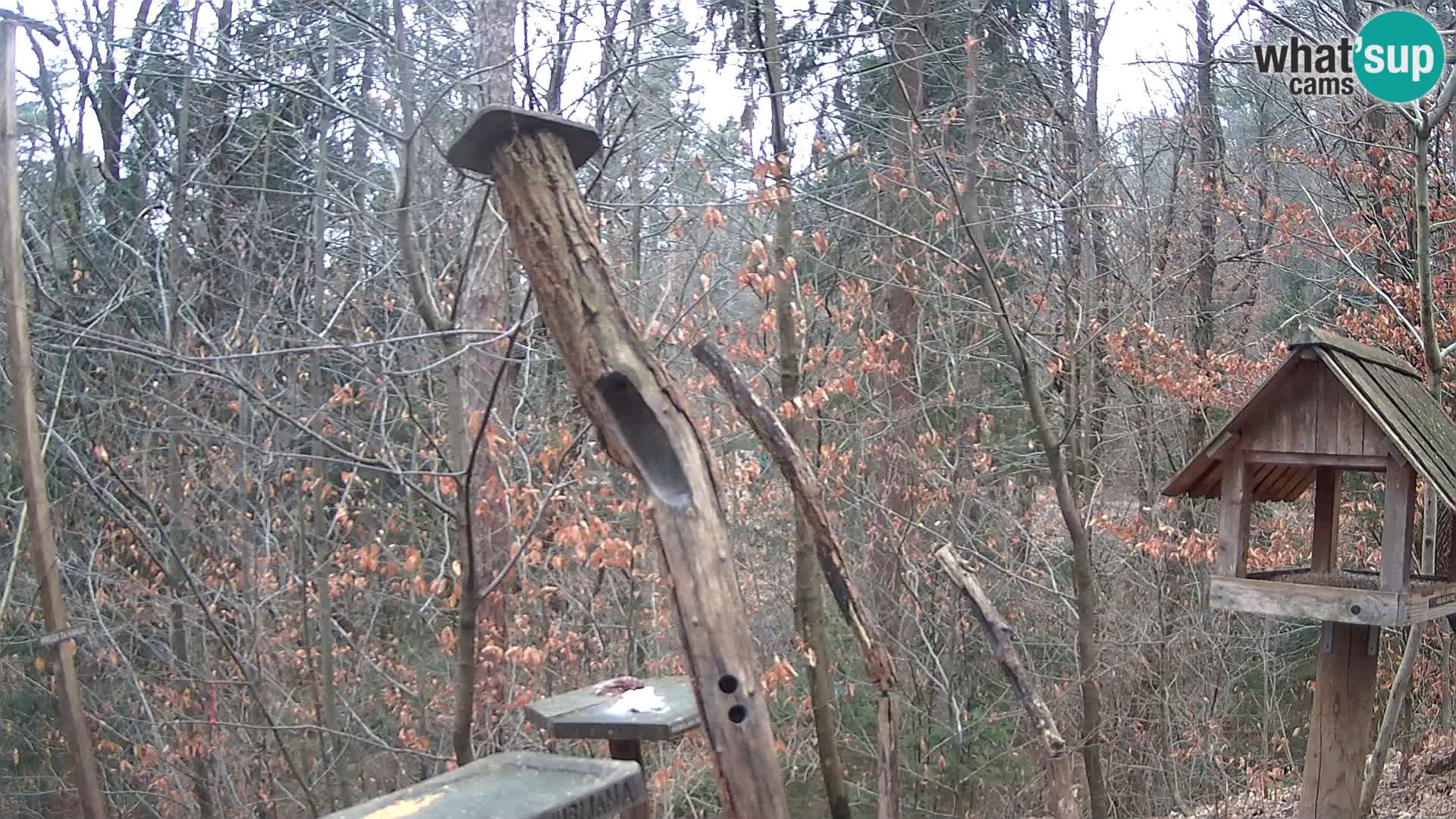 Comederos para pájaros en ZOO Ljubljana camera en vivo