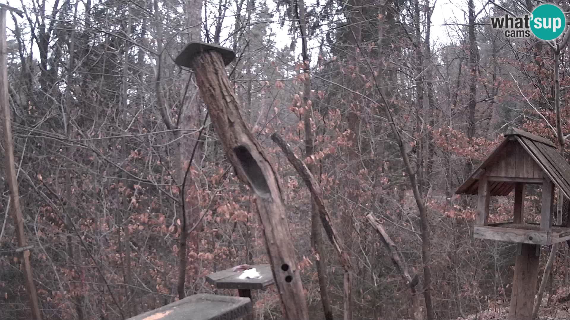 Vogelfutterhäuschen im ZOO webcam Ljubljana