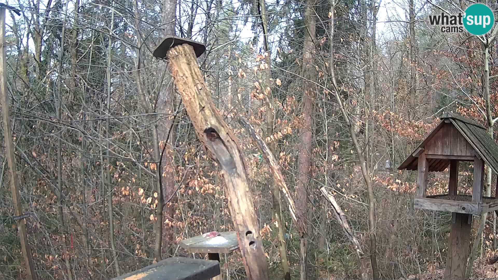 Mangeoires pour oiseaux au ZOO live webcam Ljubljana