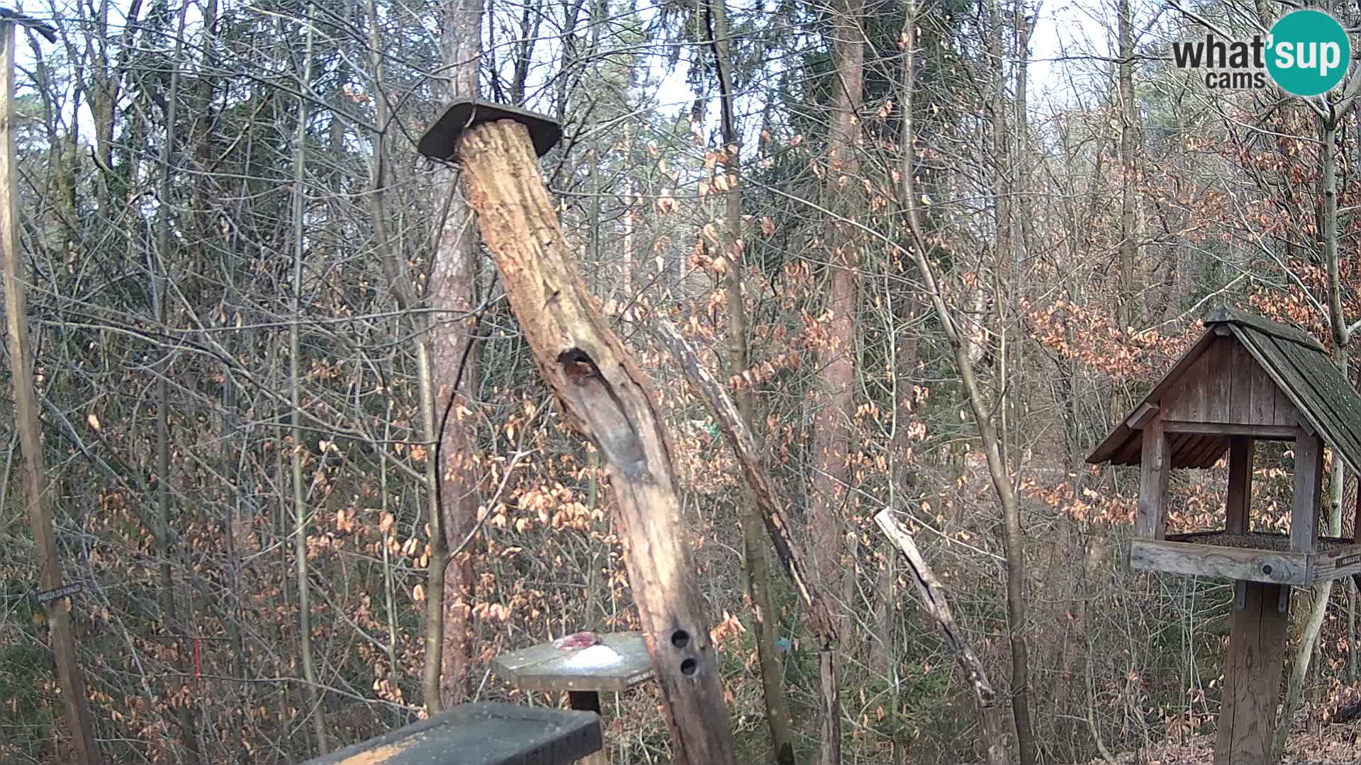 Bird feeders at ZOO Ljubljana webcam