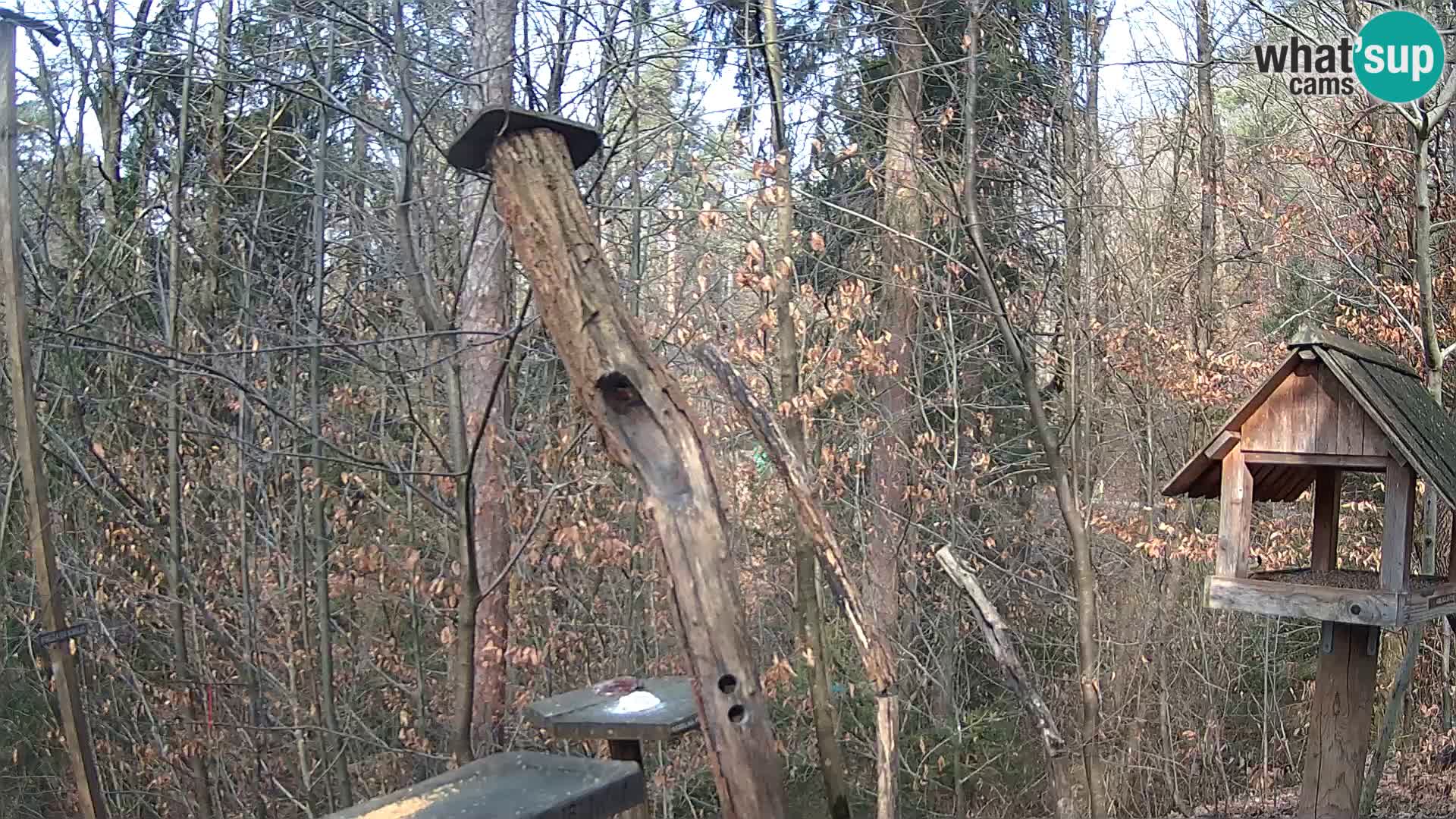 Mangeoires pour oiseaux au ZOO live webcam Ljubljana