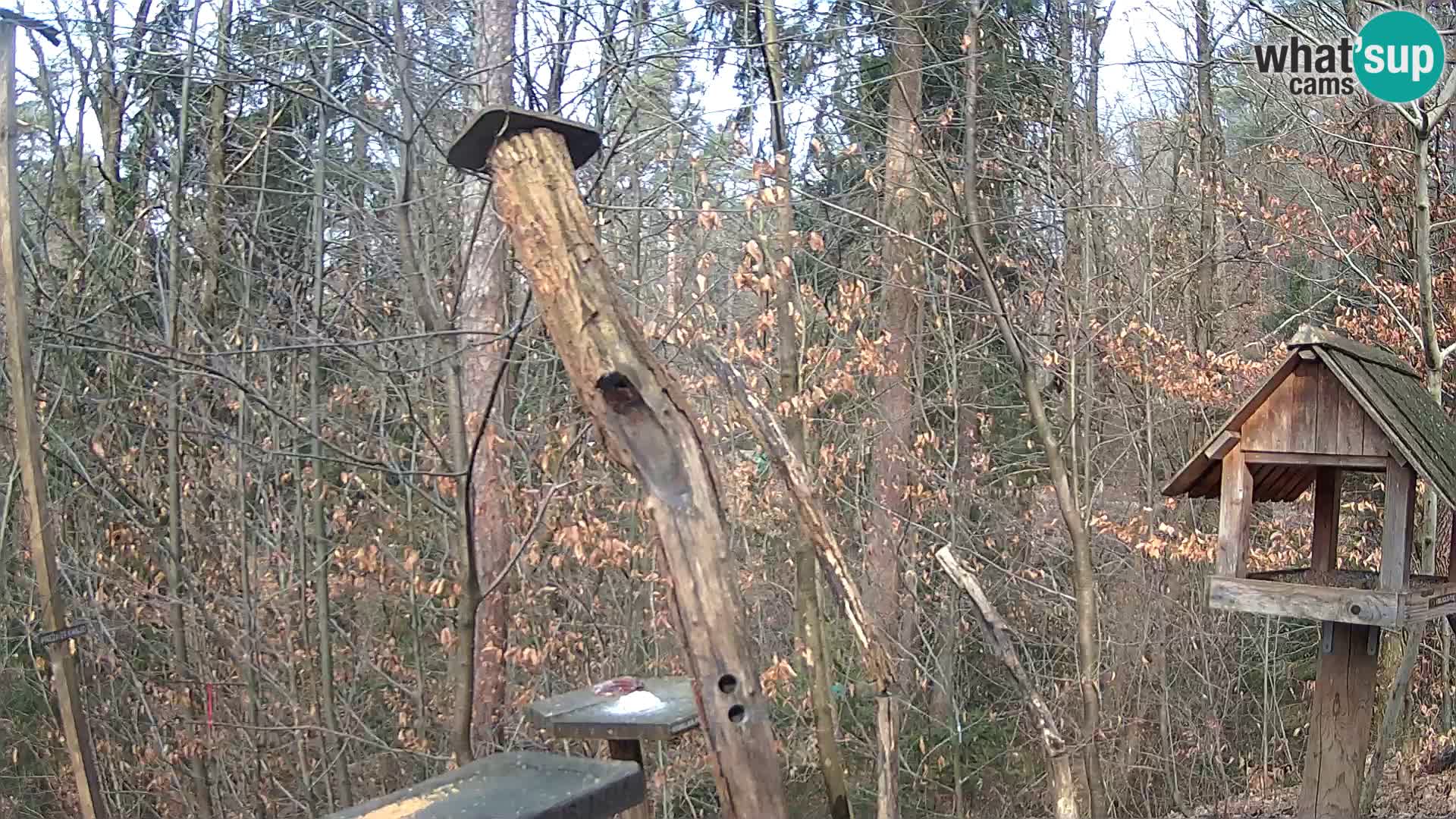 Bird feeders at ZOO Ljubljana webcam