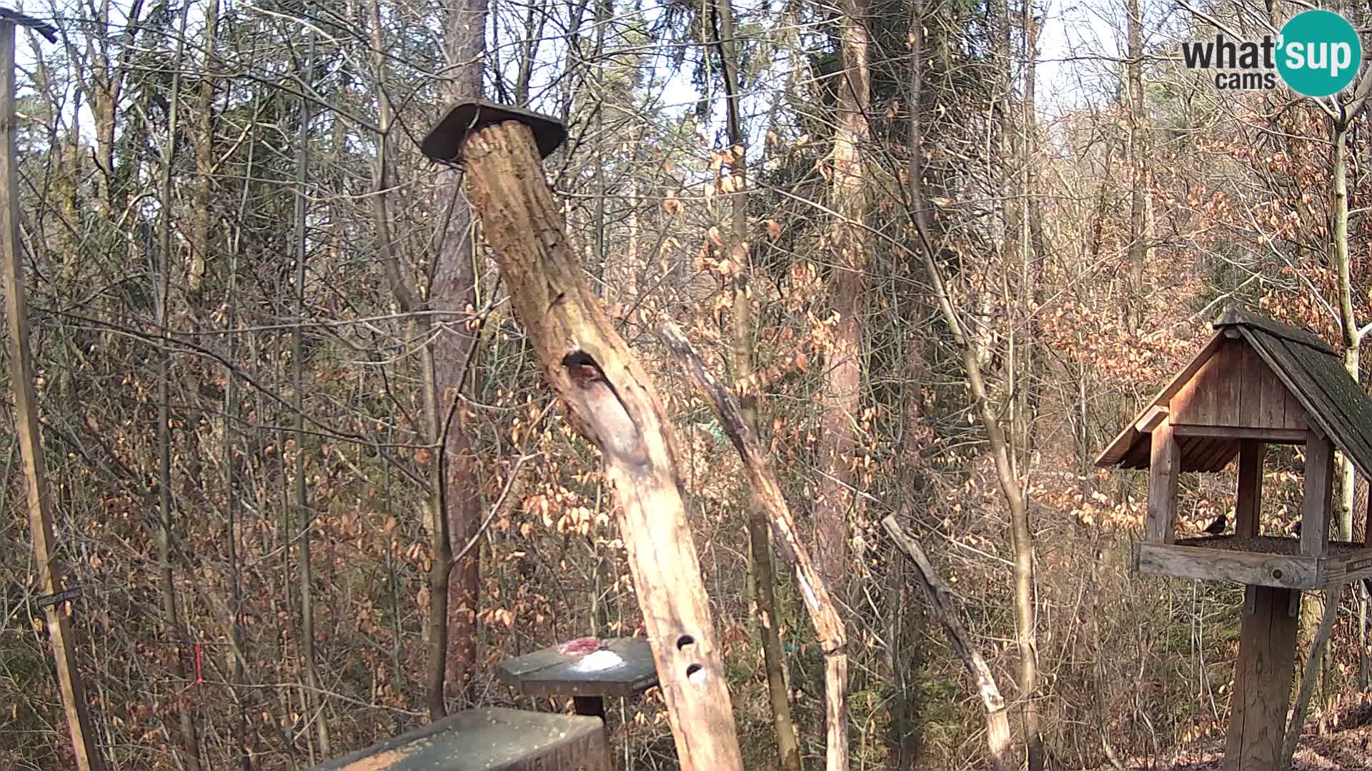 Comederos para pájaros en ZOO Ljubljana camera en vivo