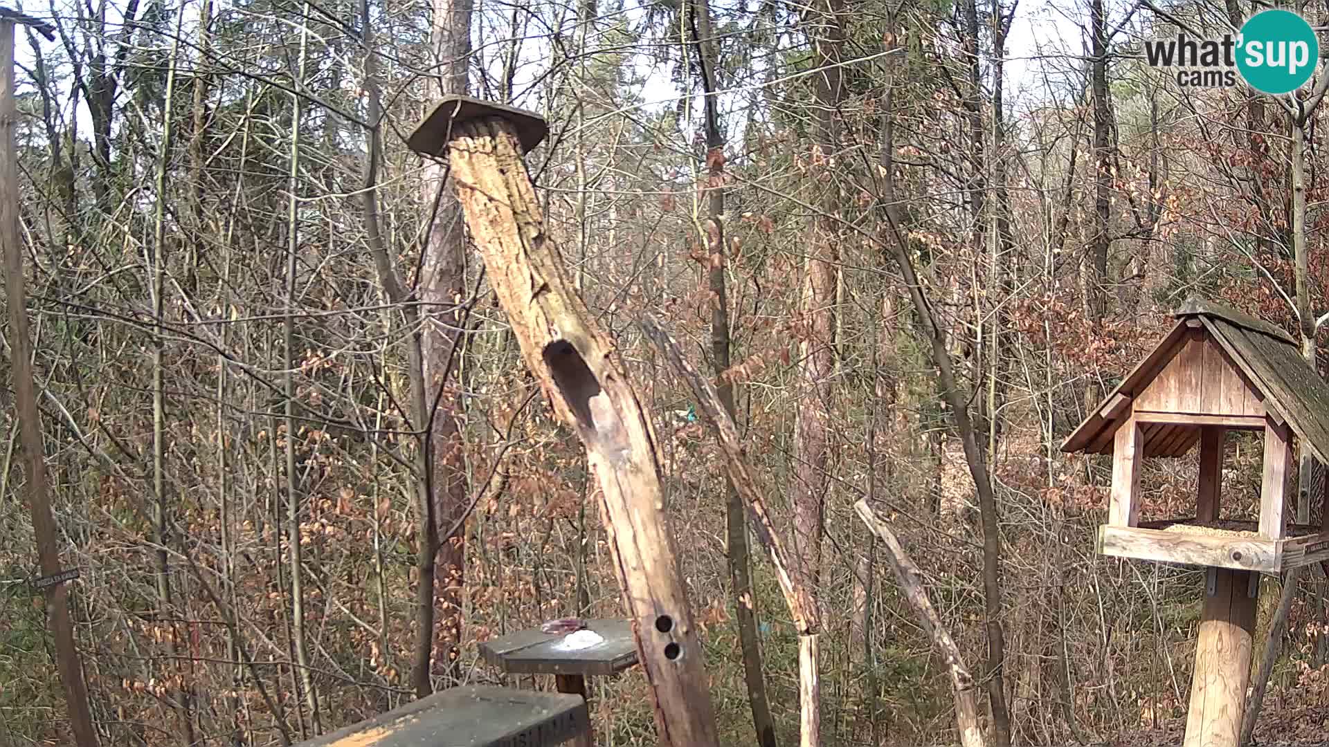 Mangeoires pour oiseaux au ZOO live webcam Ljubljana