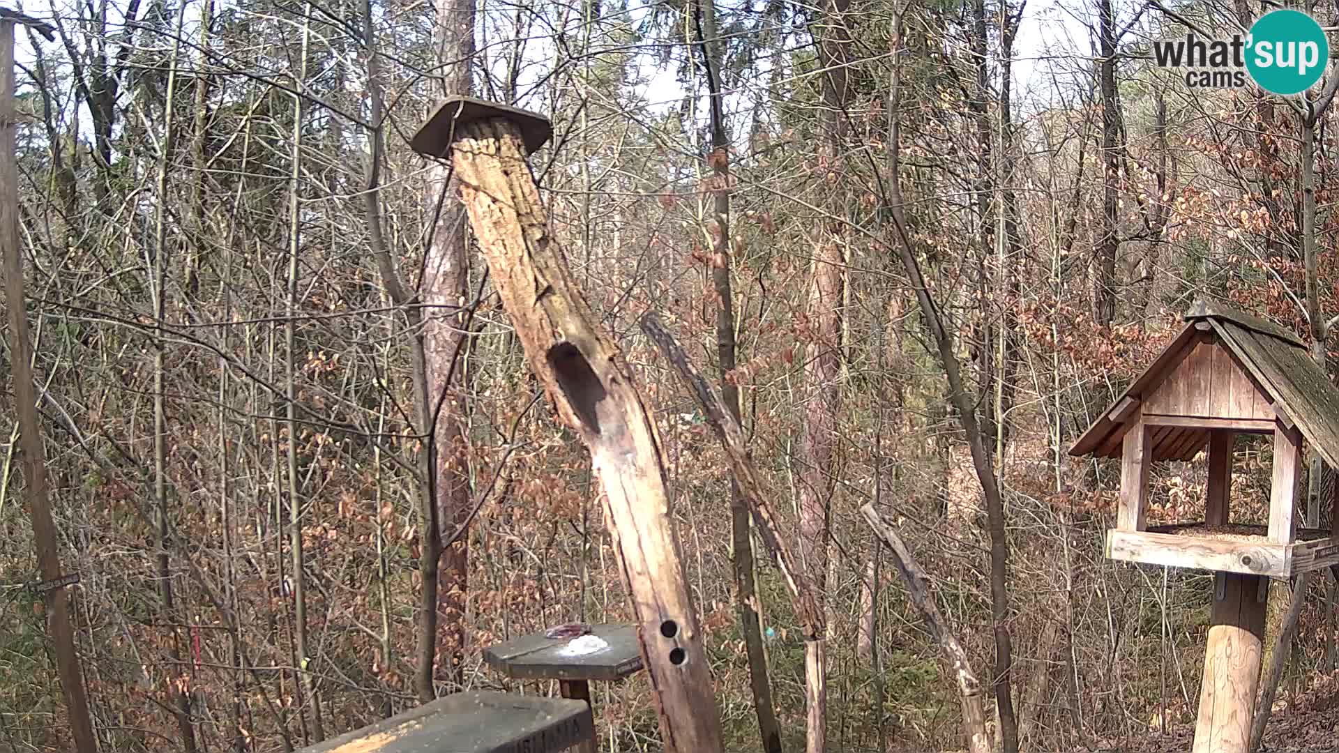 Bird feeders at ZOO Ljubljana webcam