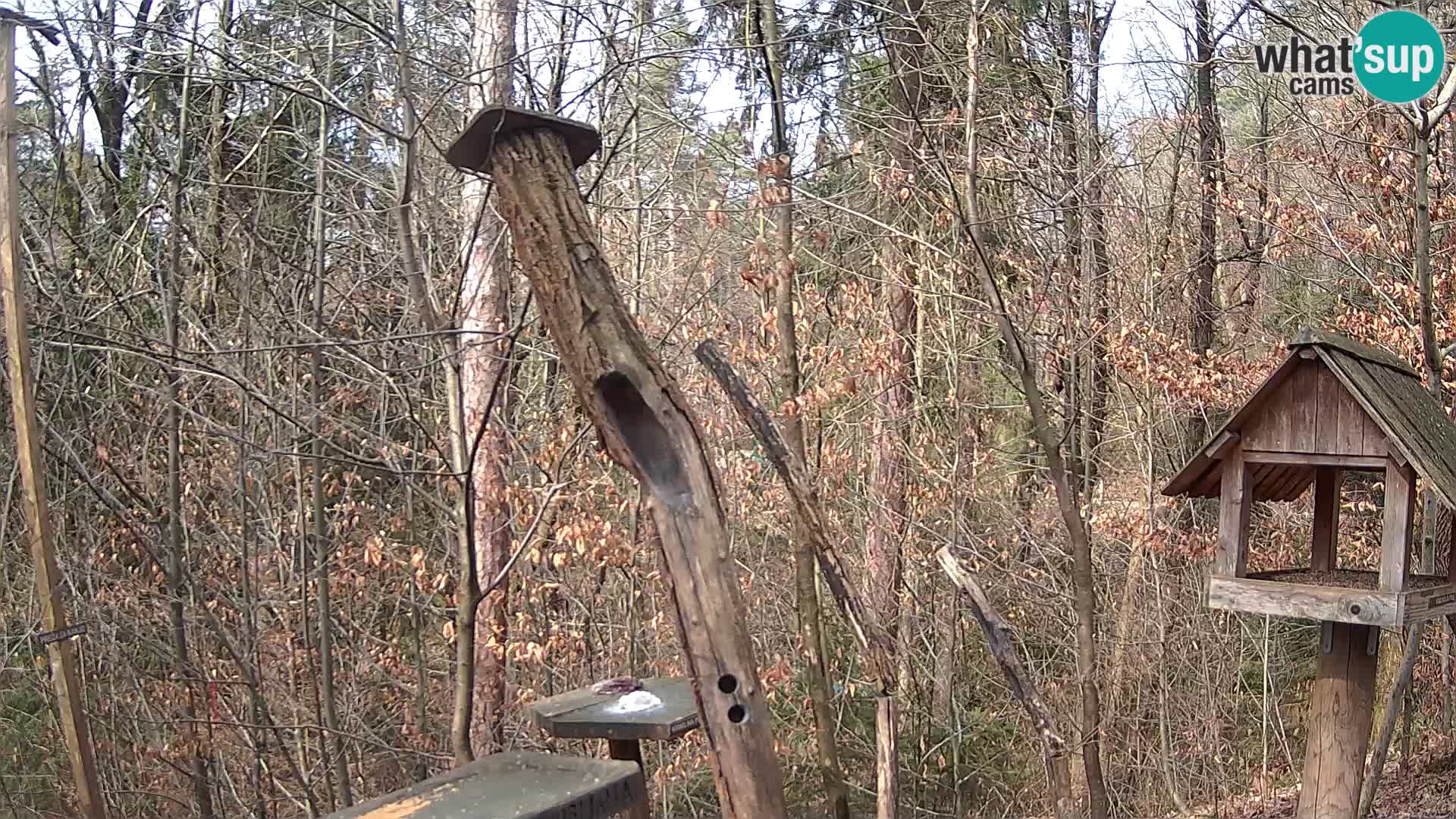 Mangeoires pour oiseaux au ZOO live webcam Ljubljana