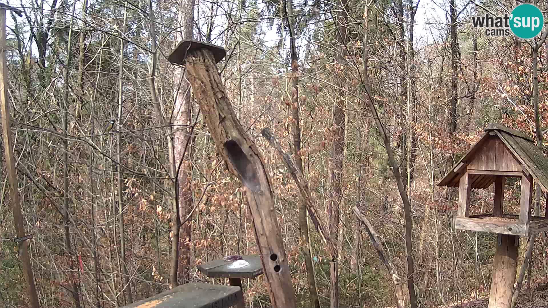 Vogelfutterhäuschen im ZOO webcam Ljubljana