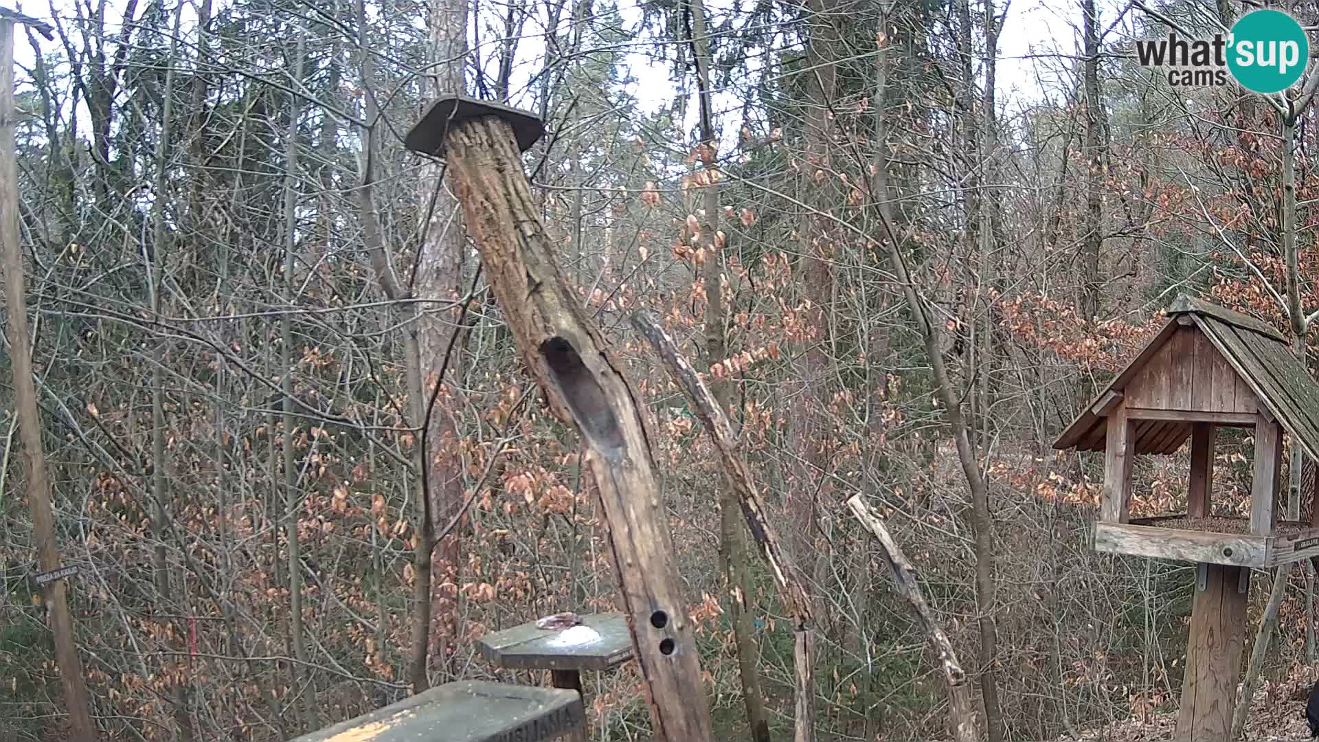 Comederos para pájaros en ZOO Ljubljana camera en vivo