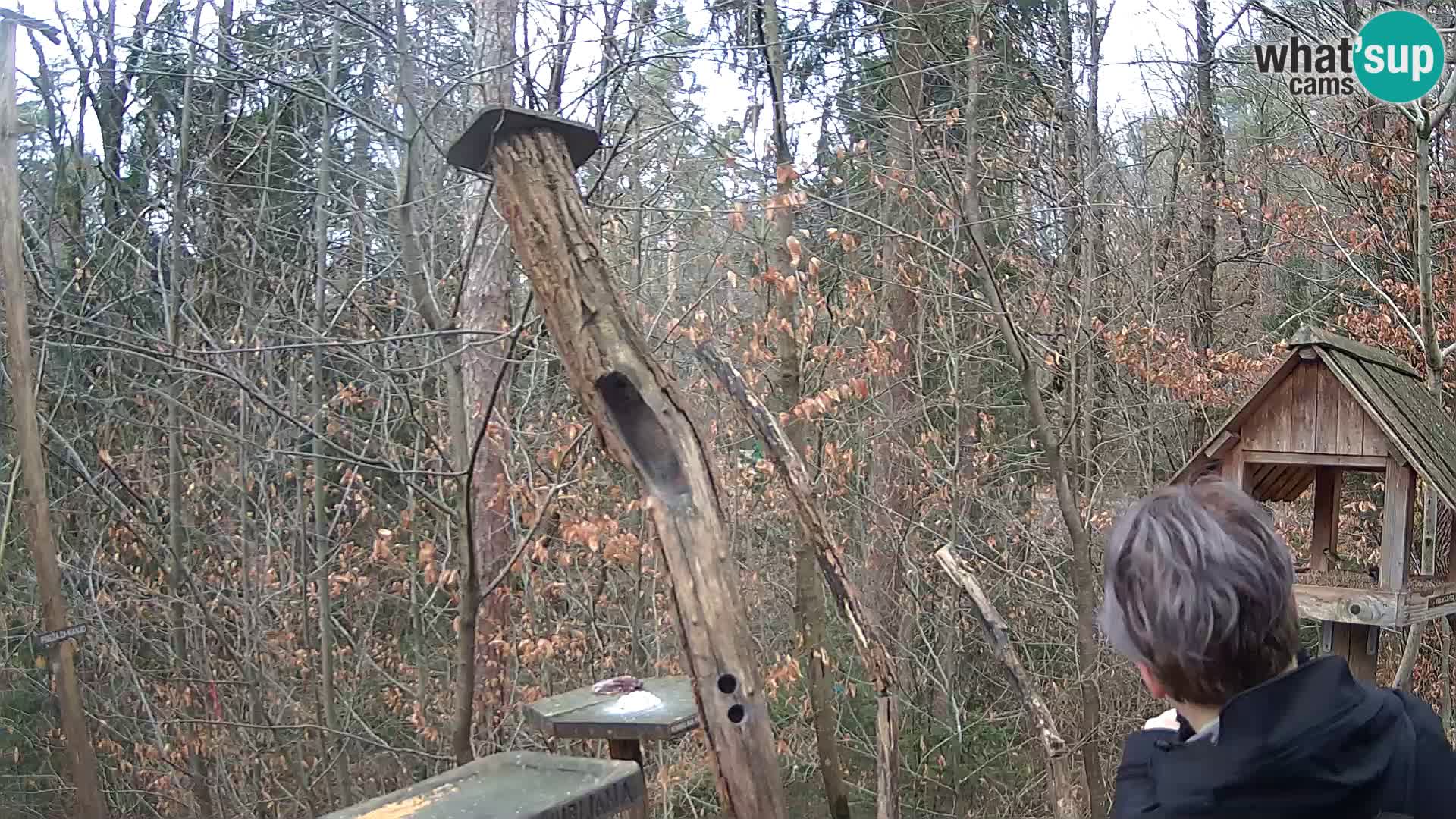 Vogelfutterhäuschen im ZOO webcam Ljubljana