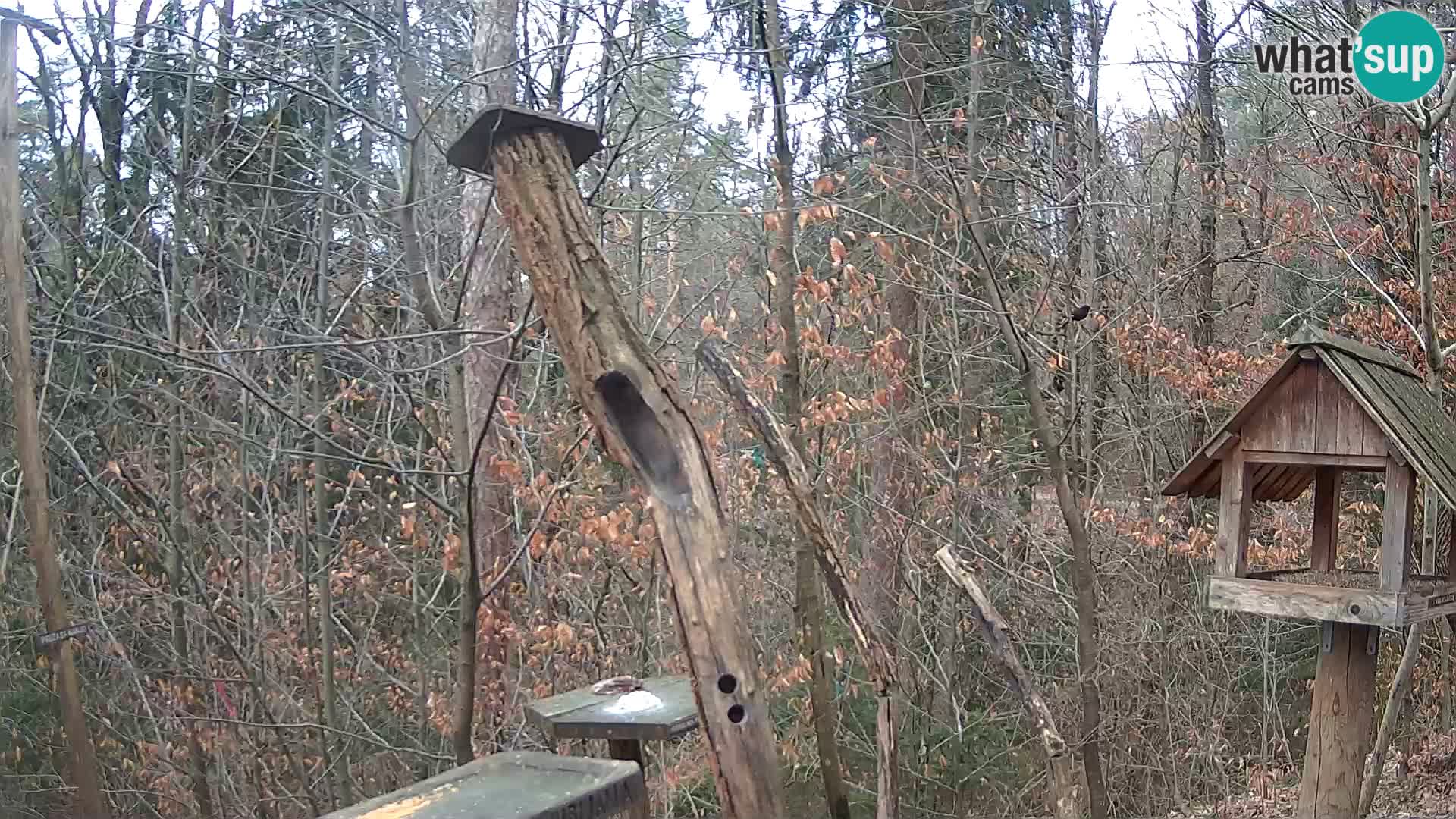 Vogelfutterhäuschen im ZOO webcam Ljubljana