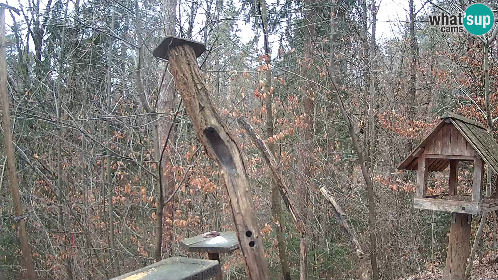 Mangeoires pour oiseaux au ZOO live webcam Ljubljana