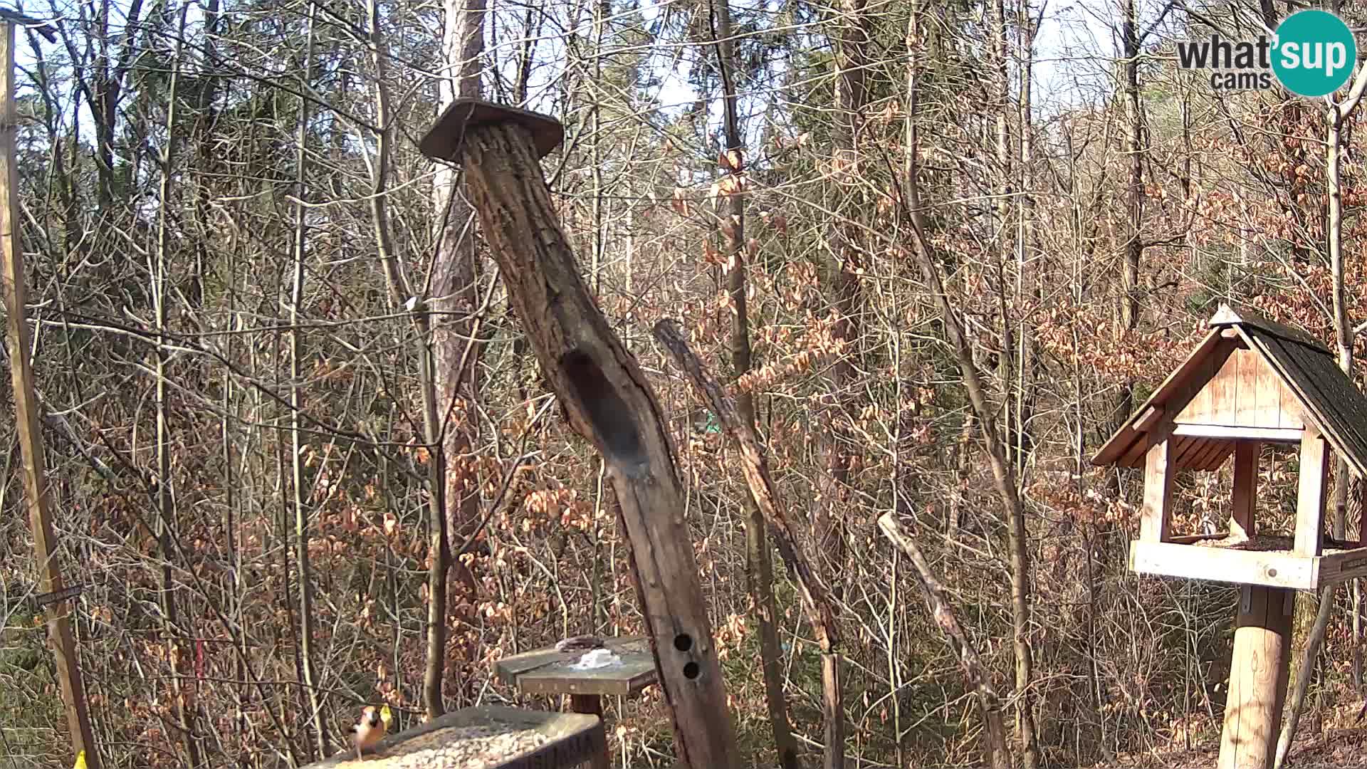 Mangiatoie per uccelli allo ZOO di Lubiana livecam