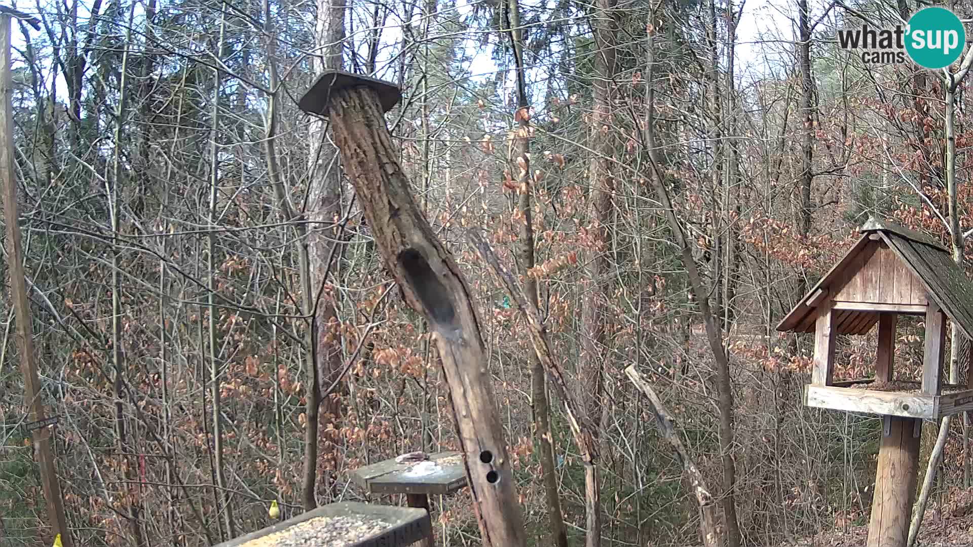 Mangeoires pour oiseaux au ZOO live webcam Ljubljana