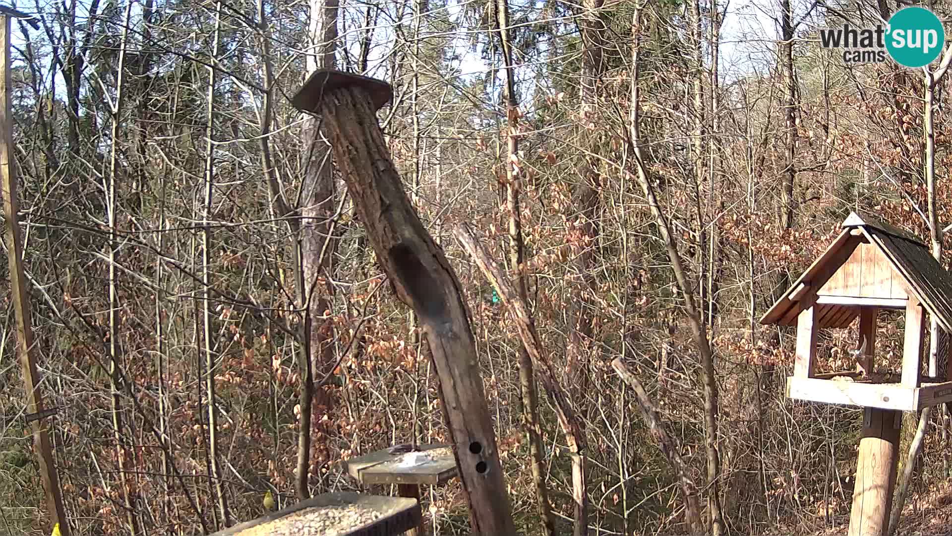 Mangeoires pour oiseaux au ZOO live webcam Ljubljana