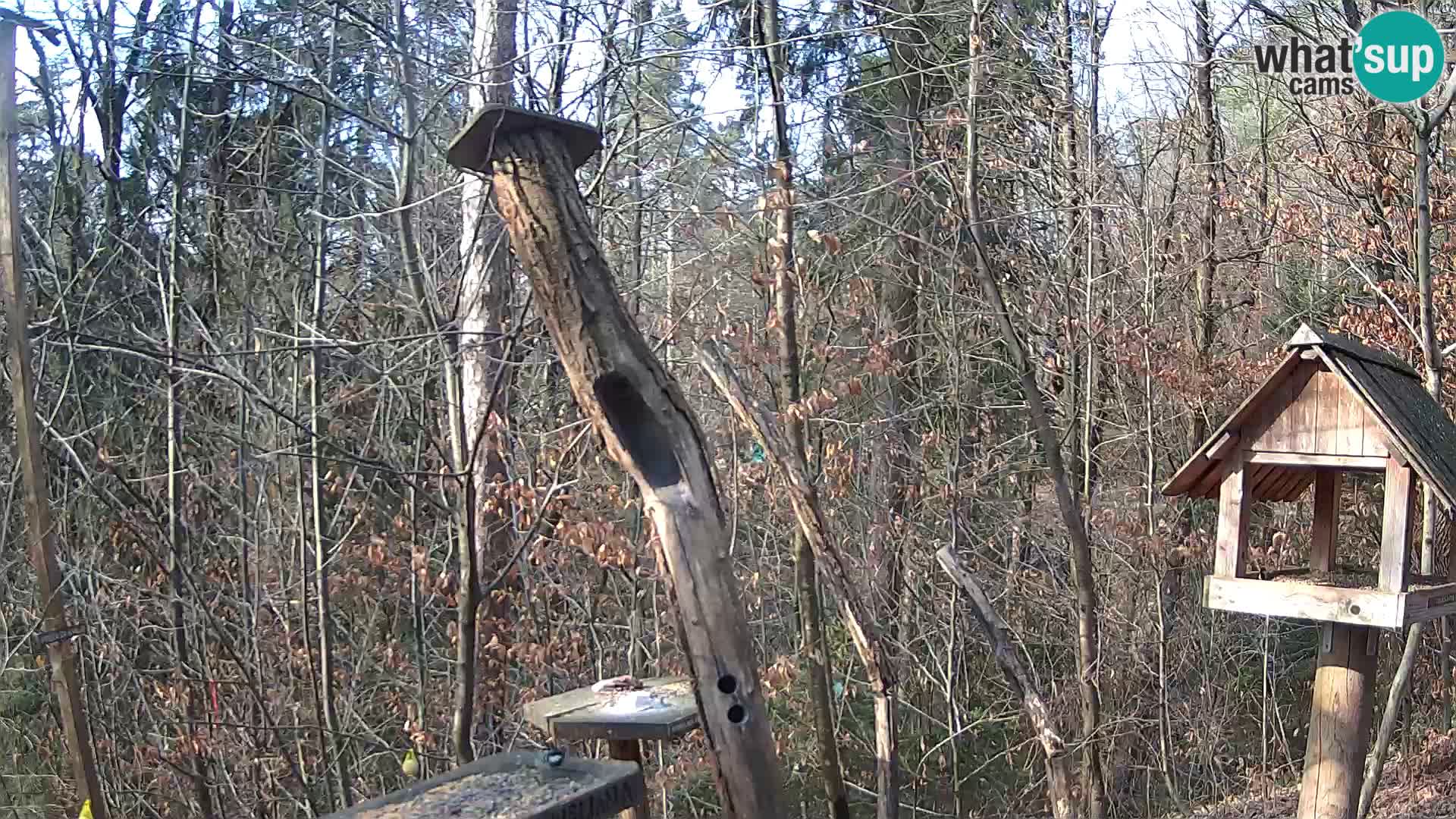 Mangeoires pour oiseaux au ZOO live webcam Ljubljana