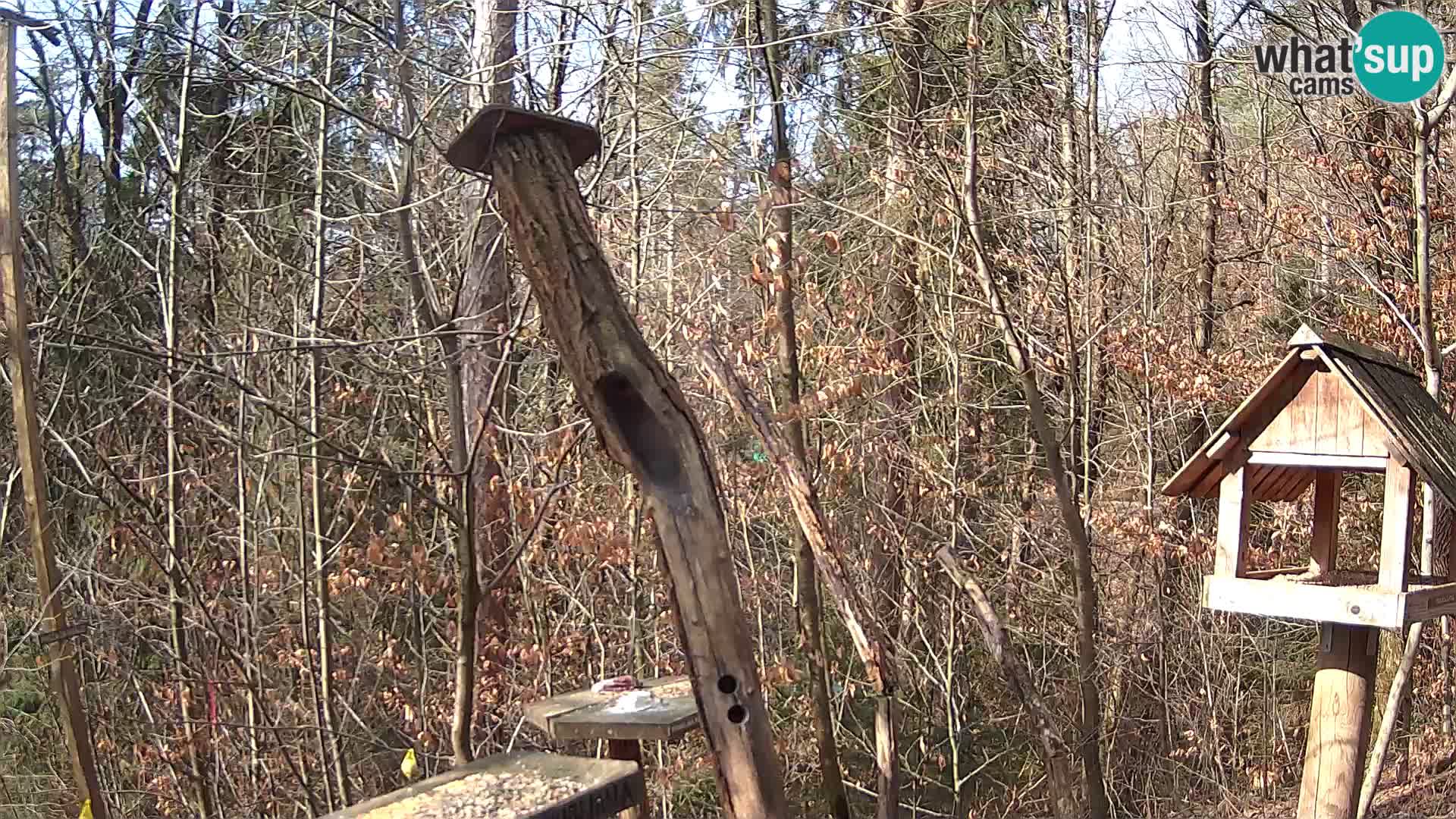 Vogelfutterhäuschen im ZOO webcam Ljubljana