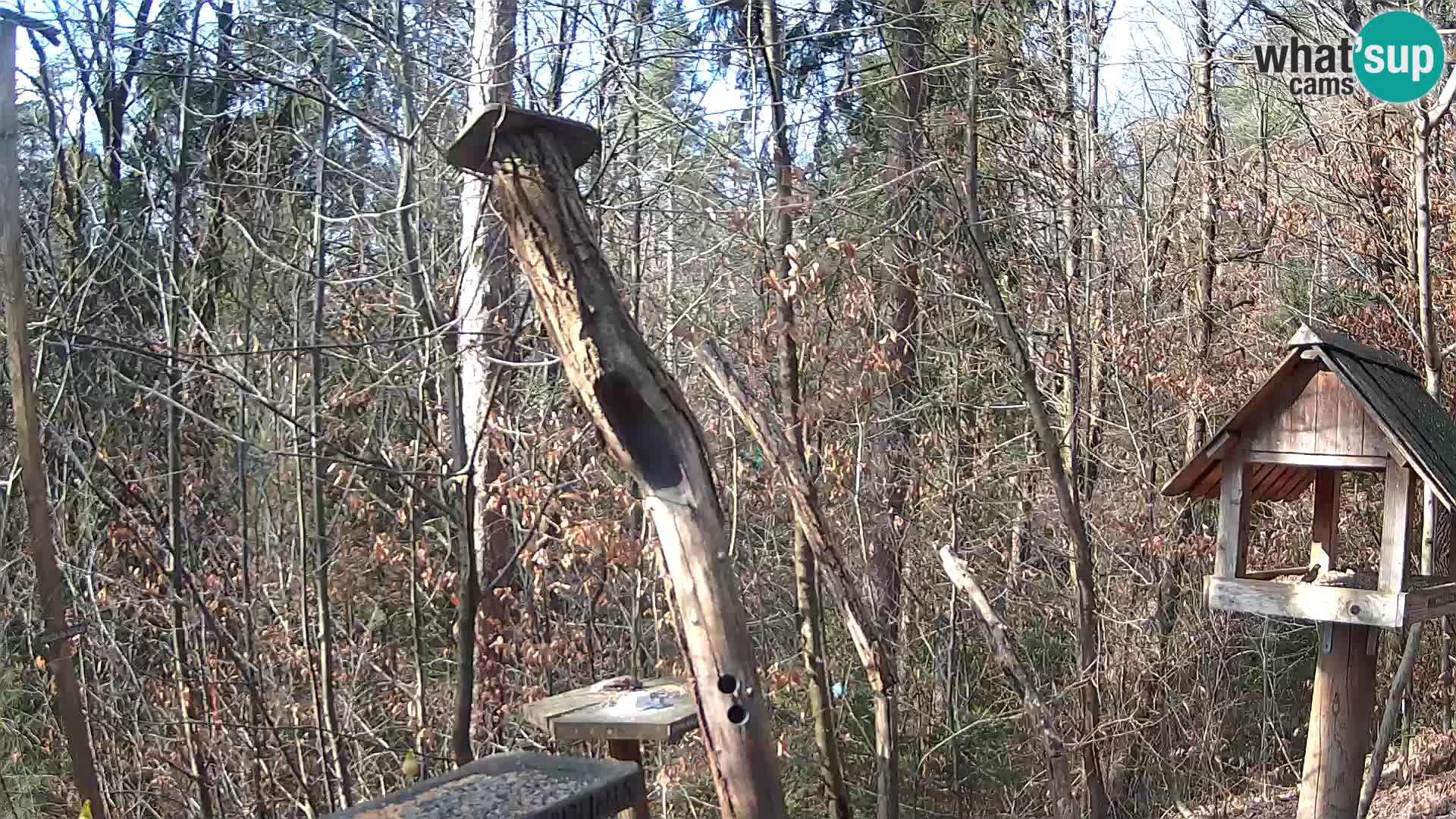 Mangeoires pour oiseaux au ZOO live webcam Ljubljana