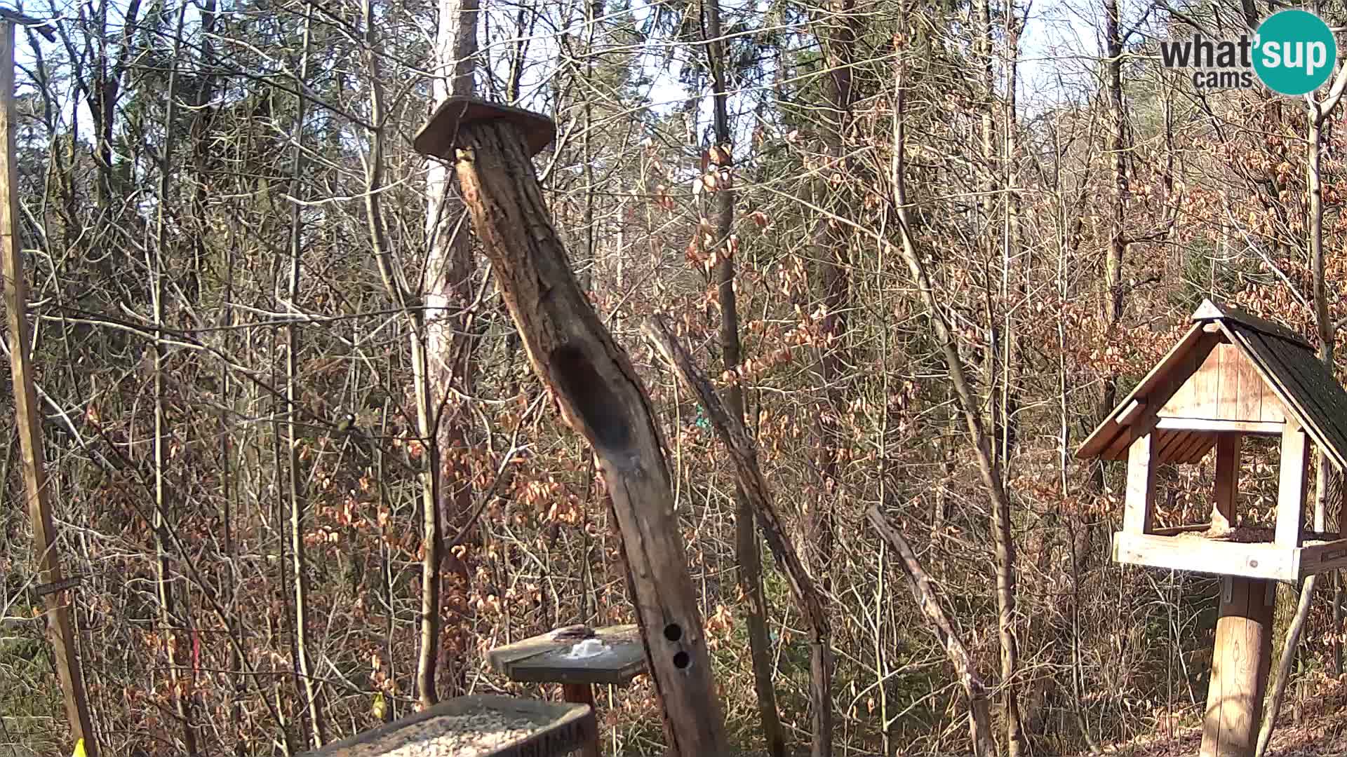 Comederos para pájaros en ZOO Ljubljana camera en vivo