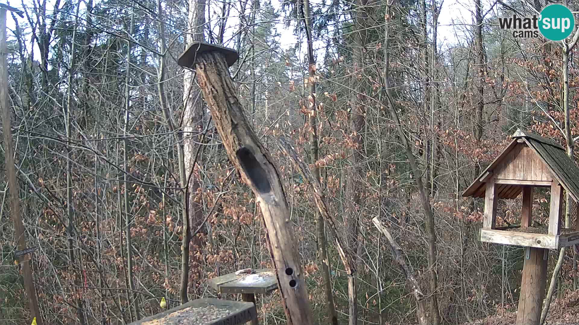 Mangeoires pour oiseaux au ZOO live webcam Ljubljana