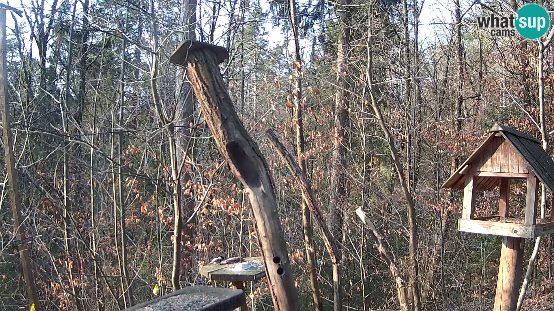 Vogelfutterhäuschen im ZOO webcam Ljubljana