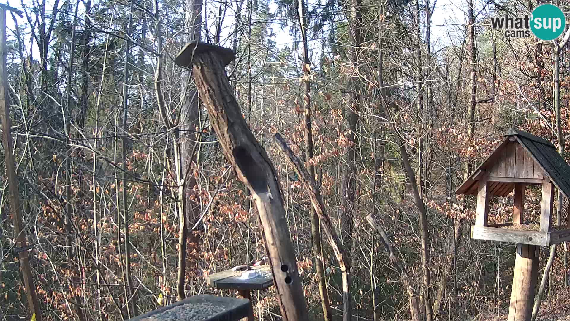 Vogelfutterhäuschen im ZOO webcam Ljubljana