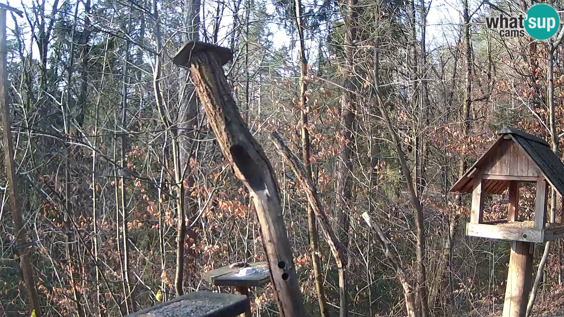 Krmilnice za ptiče v ZOO Ljubljana spletna kamera