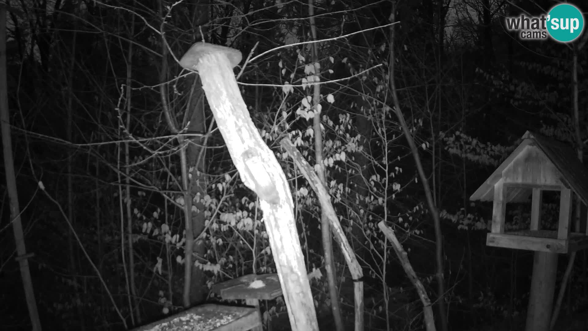 Bird feeders at ZOO Ljubljana webcam