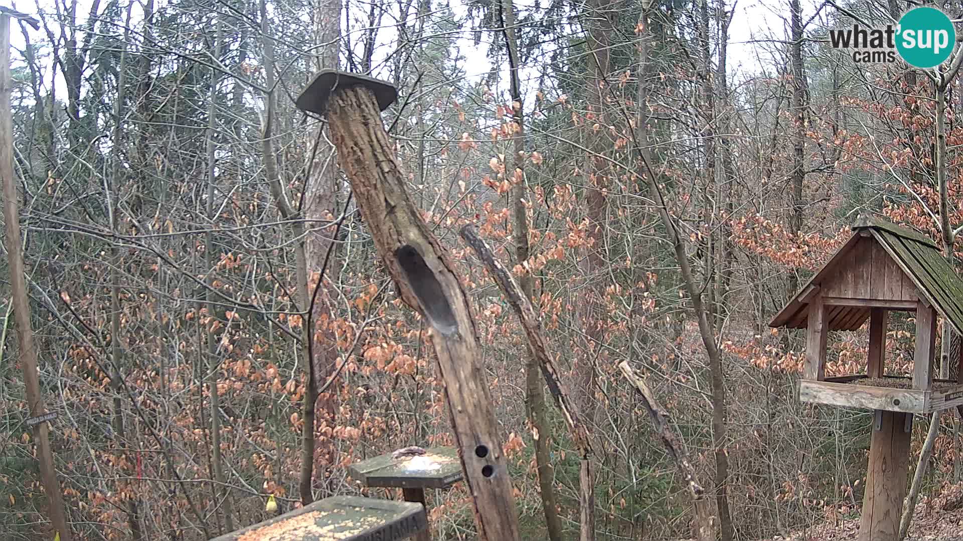 Mangeoires pour oiseaux au ZOO live webcam Ljubljana