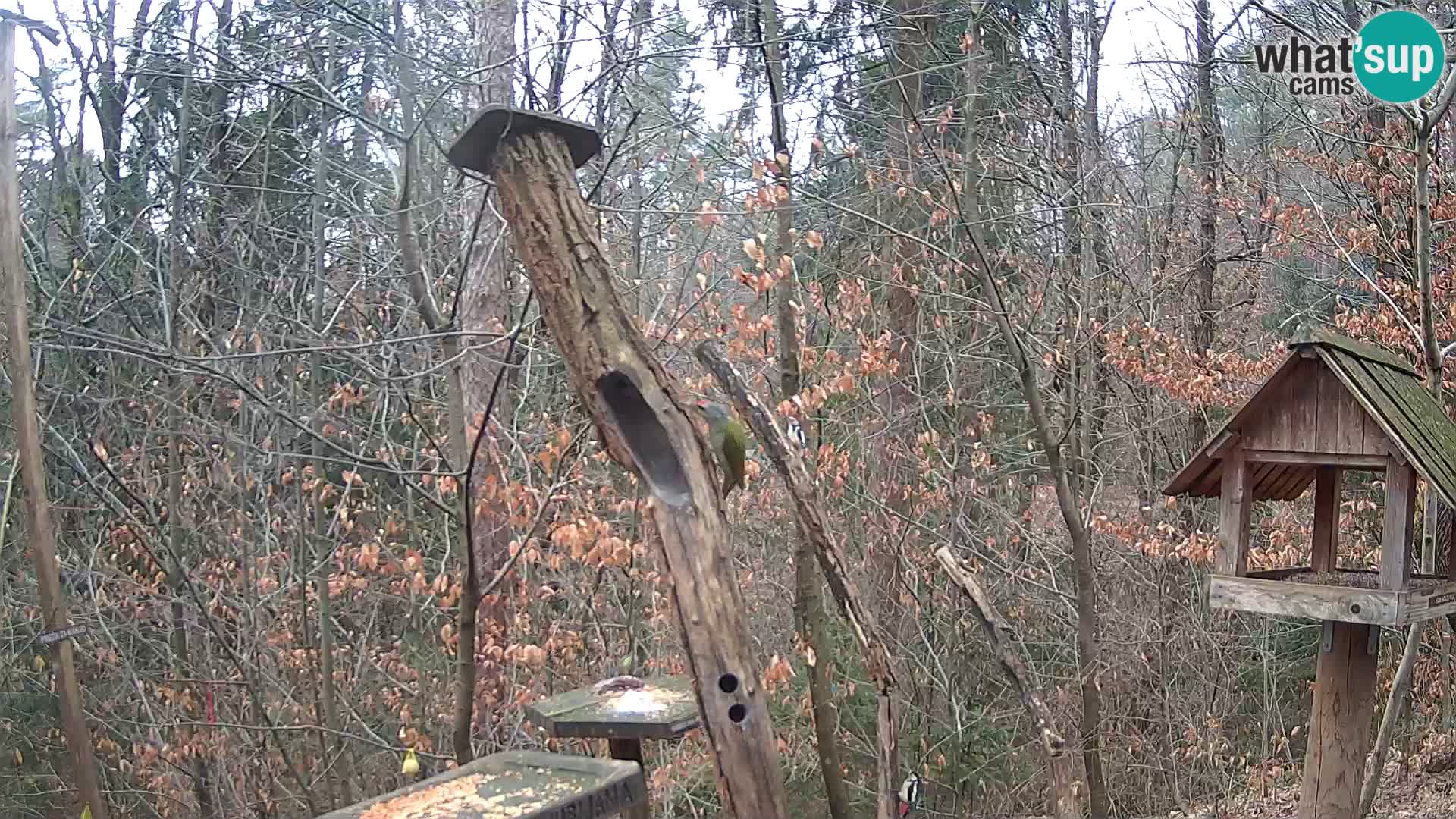 Vogelfutterhäuschen im ZOO webcam Ljubljana