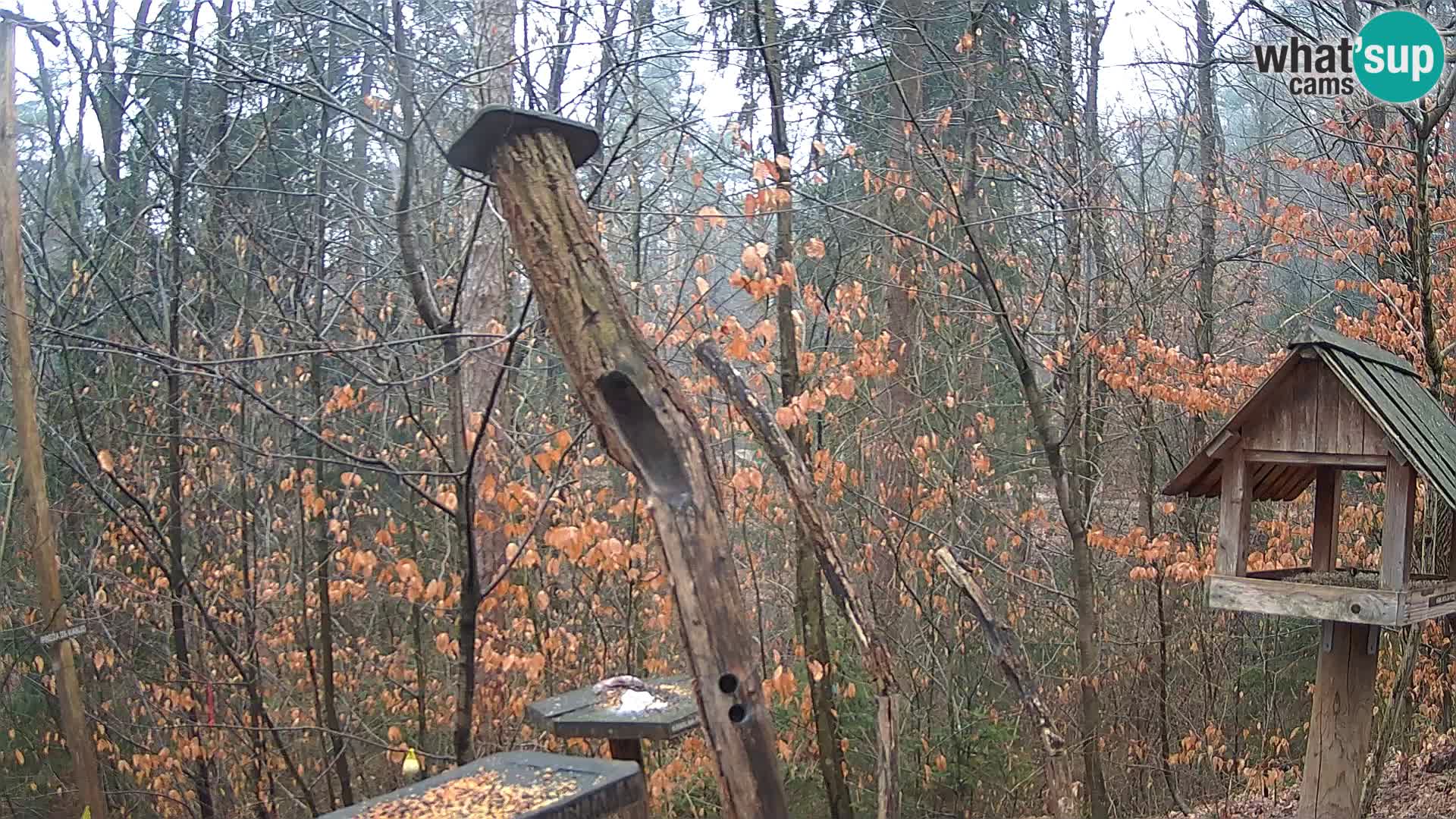 Vogelfutterhäuschen im ZOO webcam Ljubljana