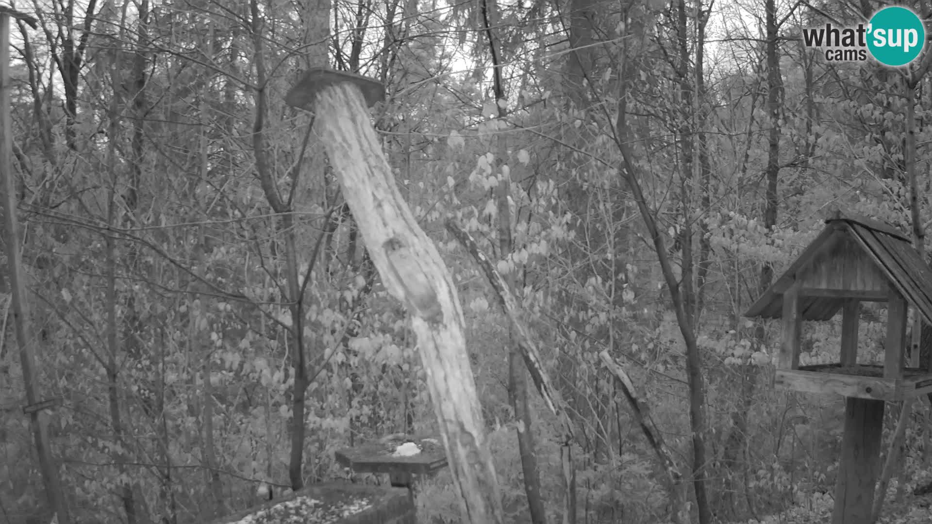 Vogelfutterhäuschen im ZOO webcam Ljubljana